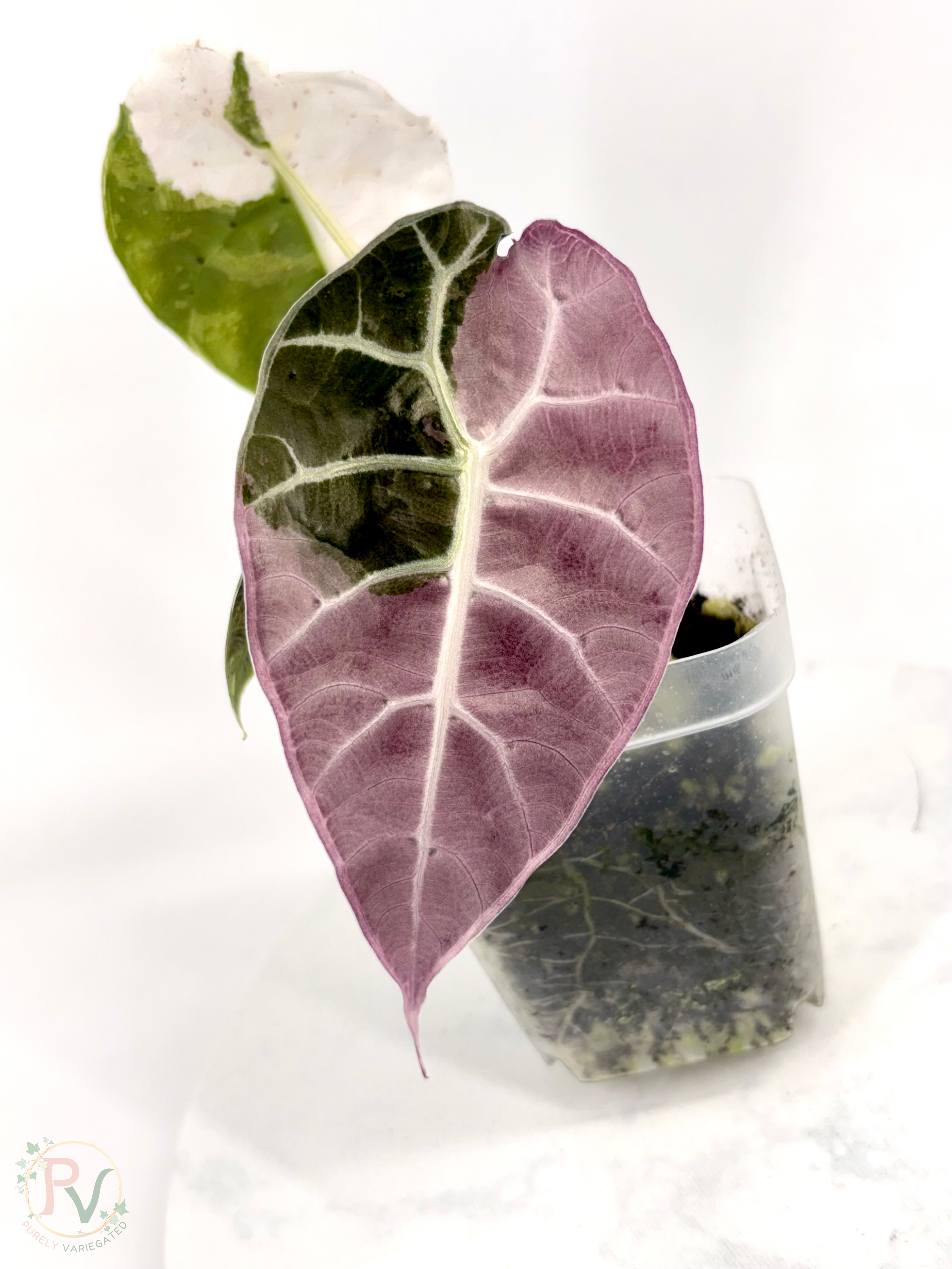 True Pink Watsoniana Doff Alocasia - Teen Size