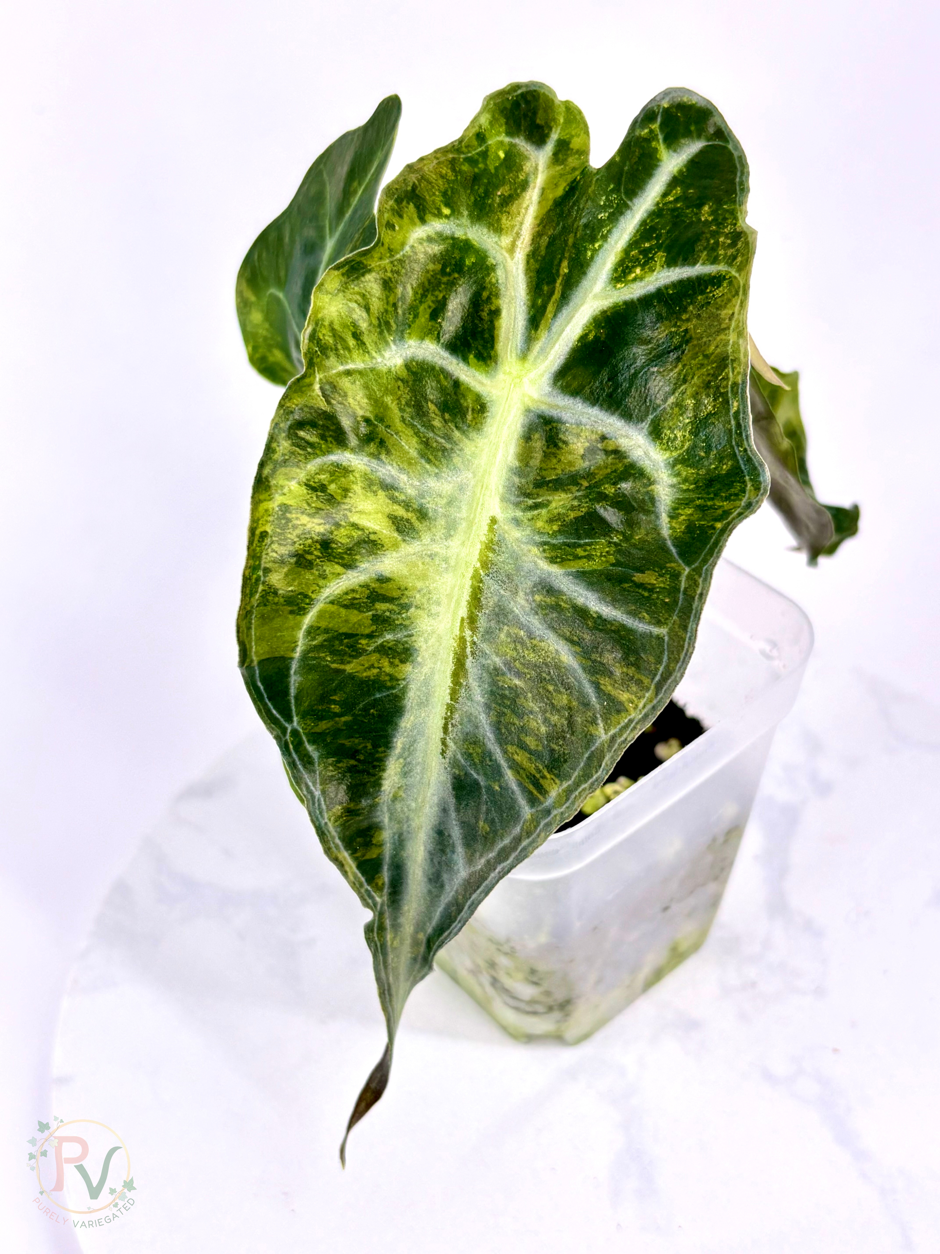 Aurea Venom Alocasia - Teen Corming Size 1