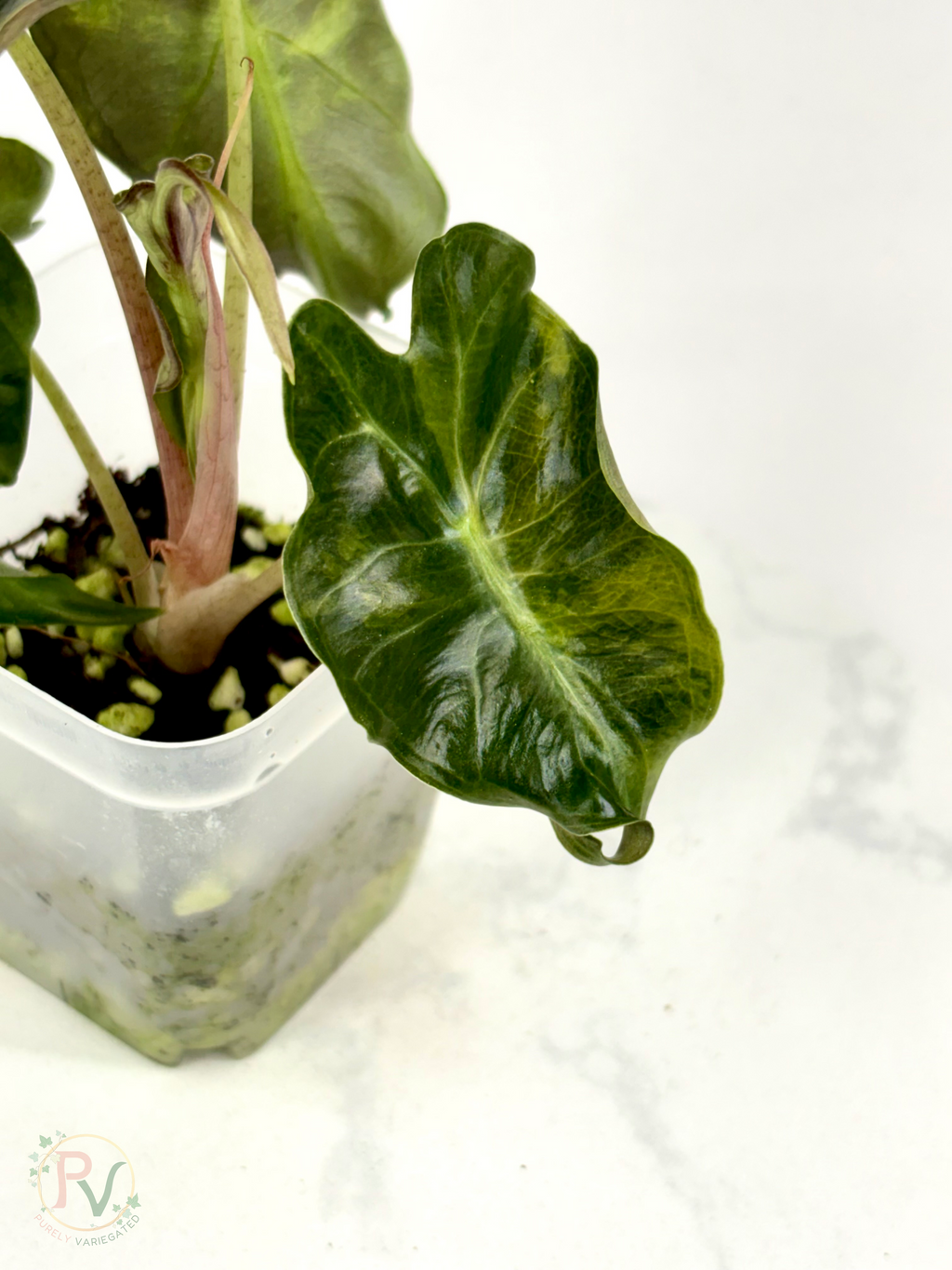 Aurea Venom Alocasia - Teen Corming Size 1