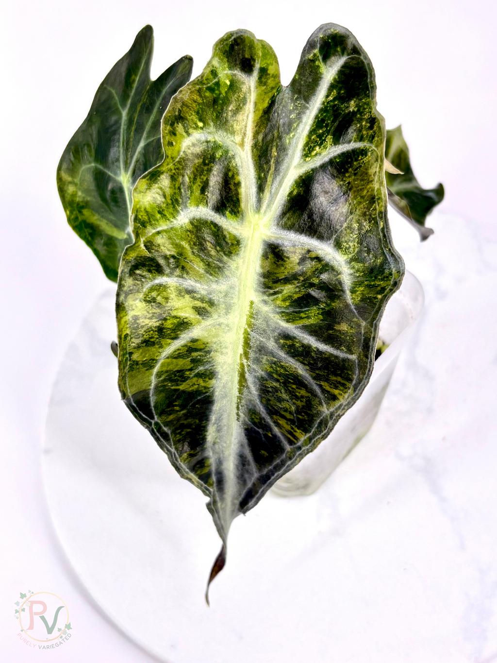 Aurea Venom Alocasia - Teen Corming Size 1