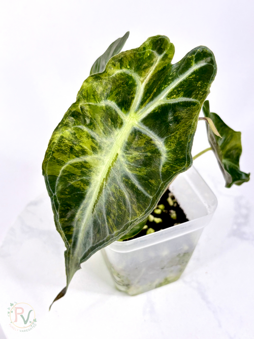 Aurea Venom Alocasia - Teen Corming Size 1