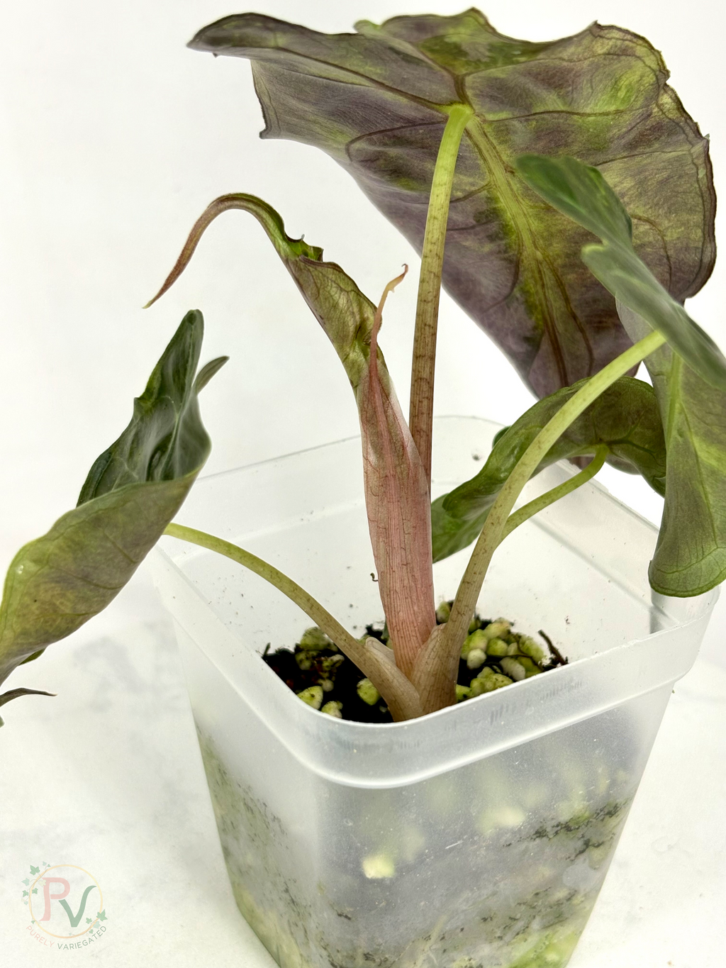 Aurea Venom Alocasia - Teen Corming Size 1
