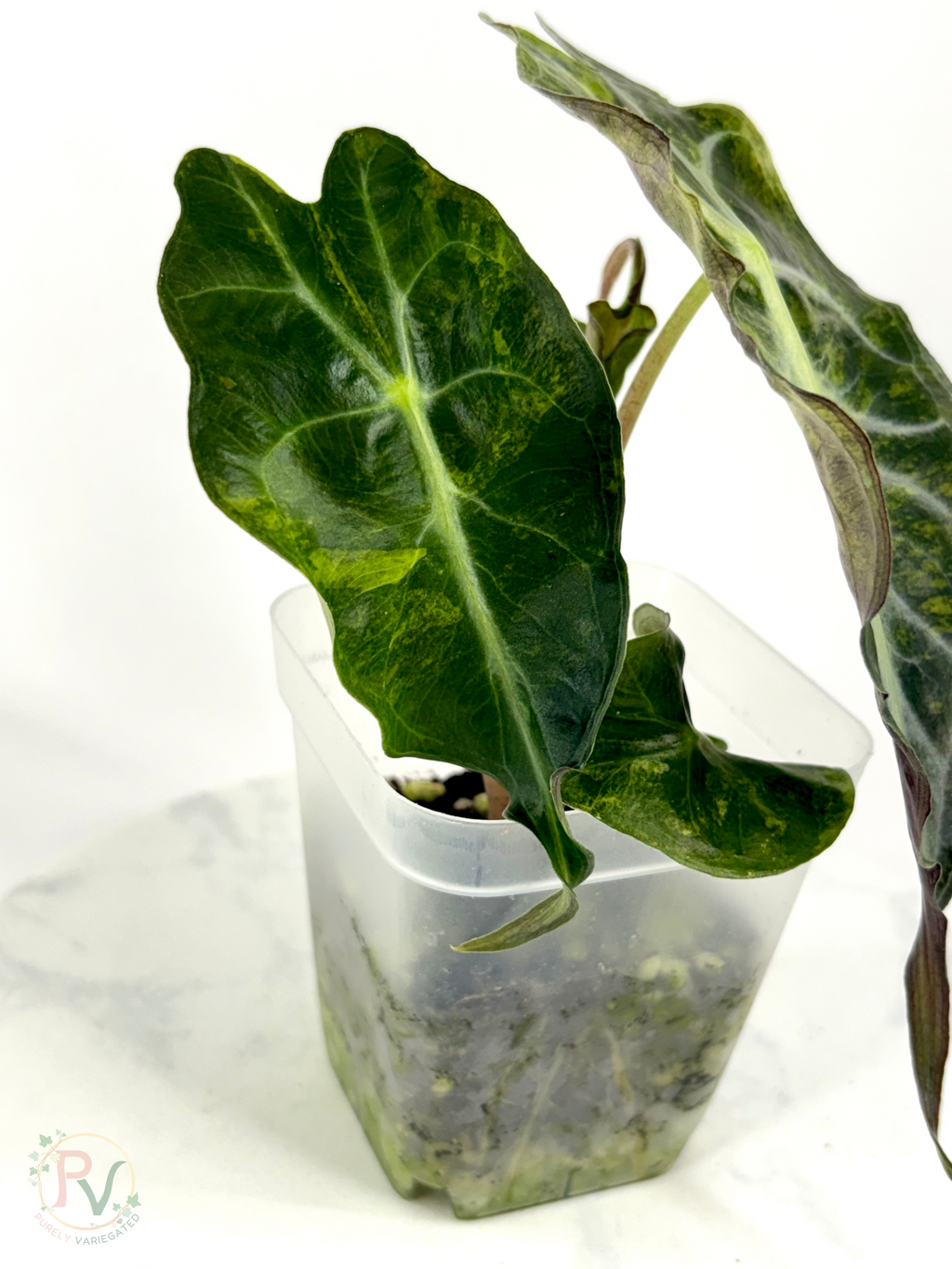 Aurea Venom Alocasia - Teen Corming Size 1