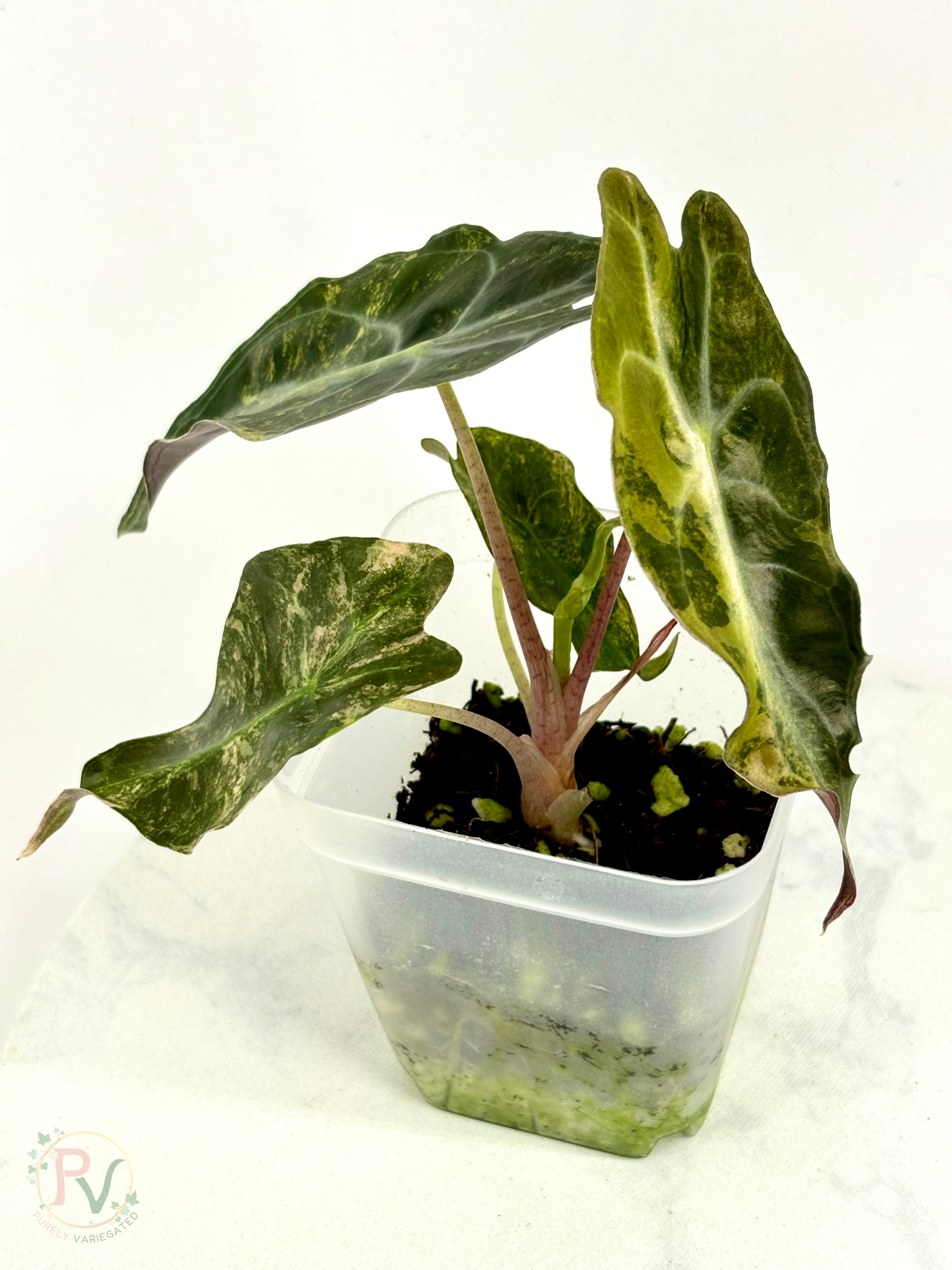 Aurea Venom Alocasia - Teen Size 2