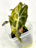 Aurea Venom Alocasia - Teen Size 2