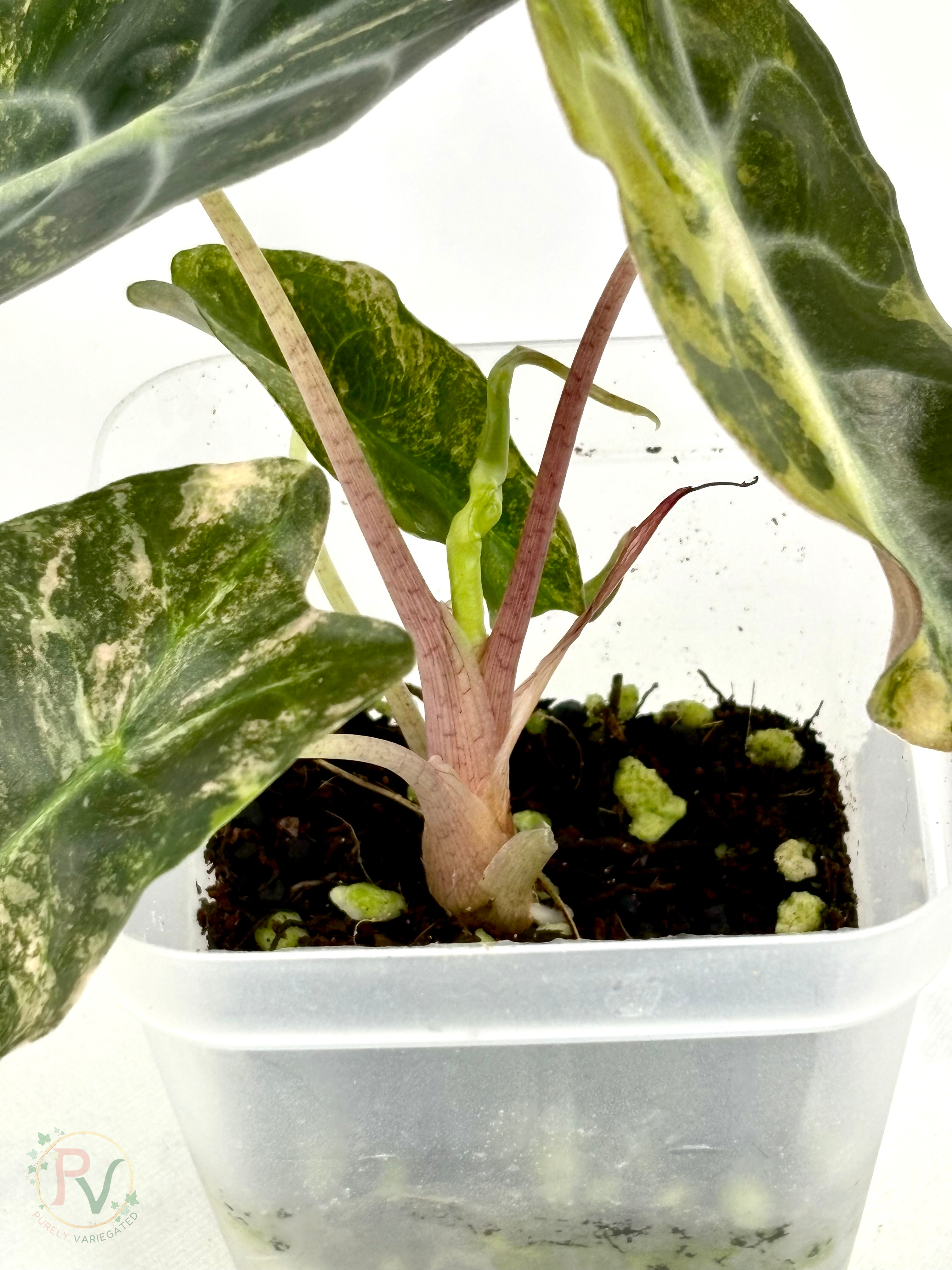 Aurea Venom Alocasia - Teen Size 2