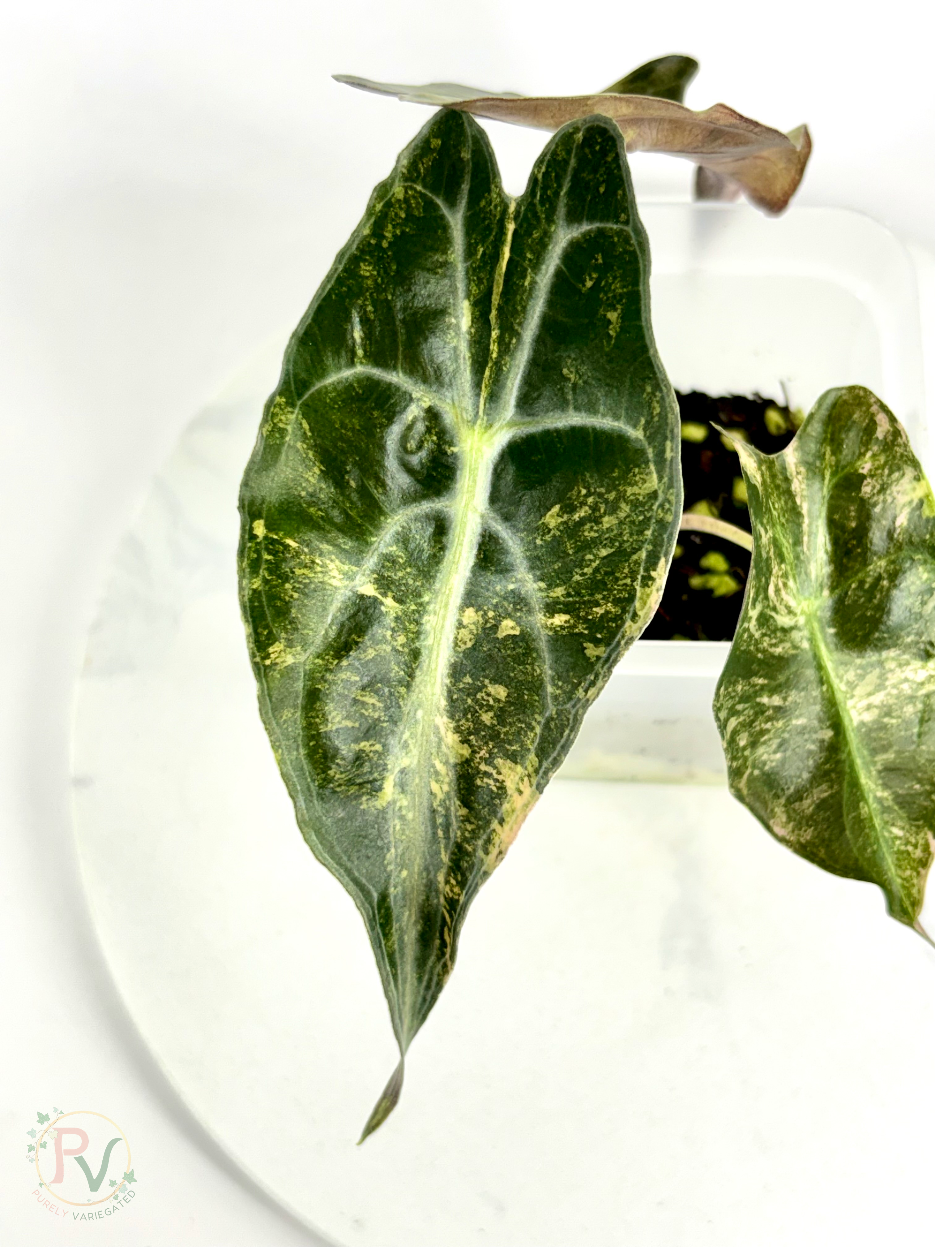 Aurea Venom Alocasia - Teen Size 2