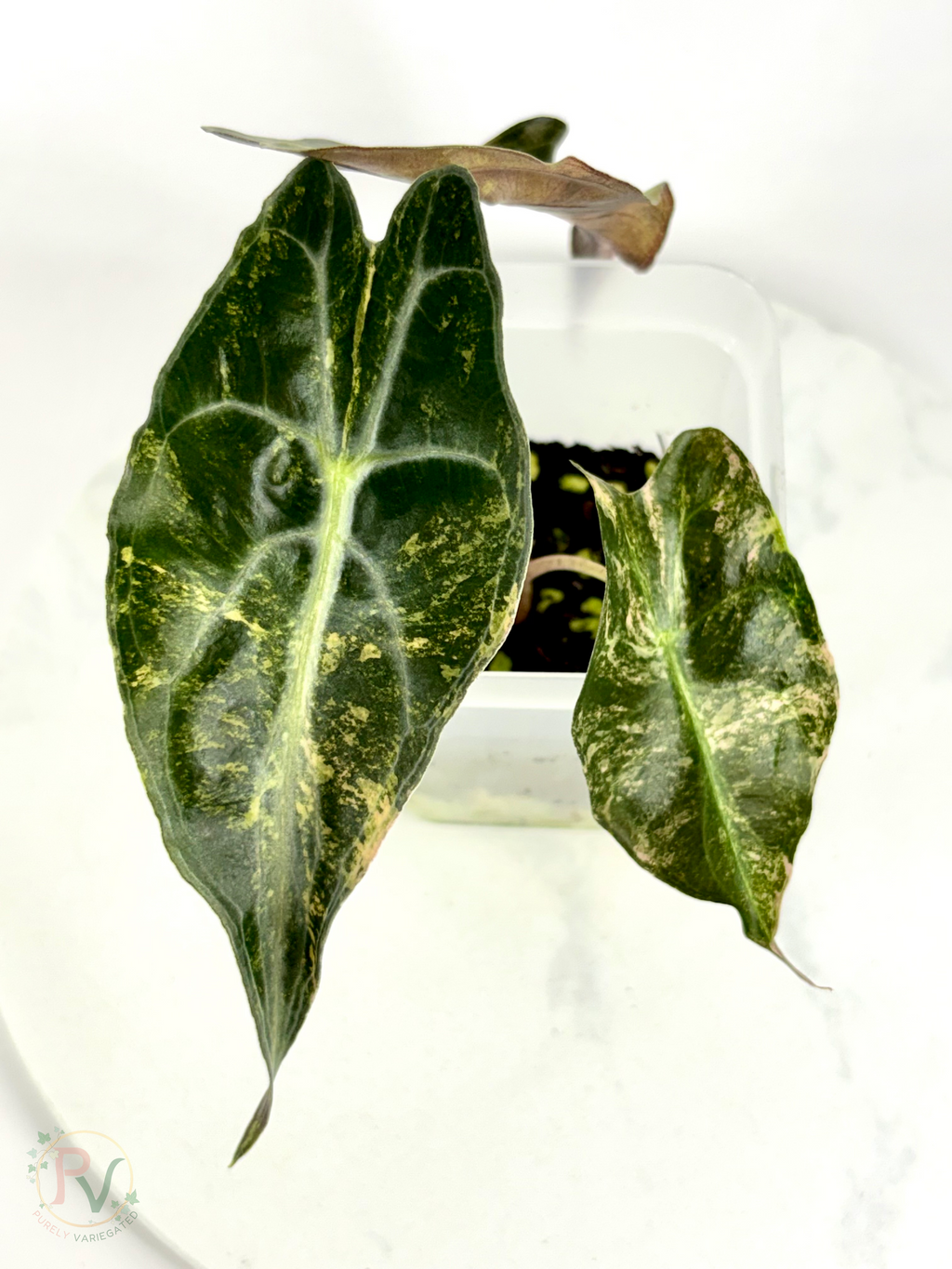 Aurea Venom Alocasia - Teen Size 2