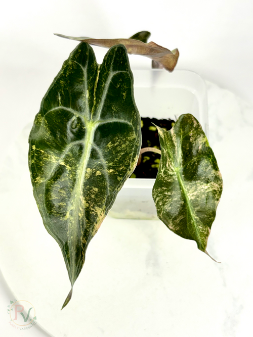 Aurea Venom Alocasia - Teen Size 2