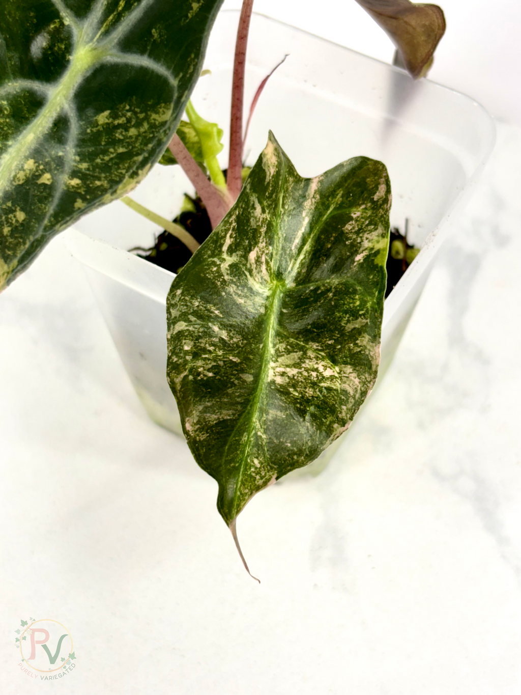 Aurea Venom Alocasia - Teen Size 2