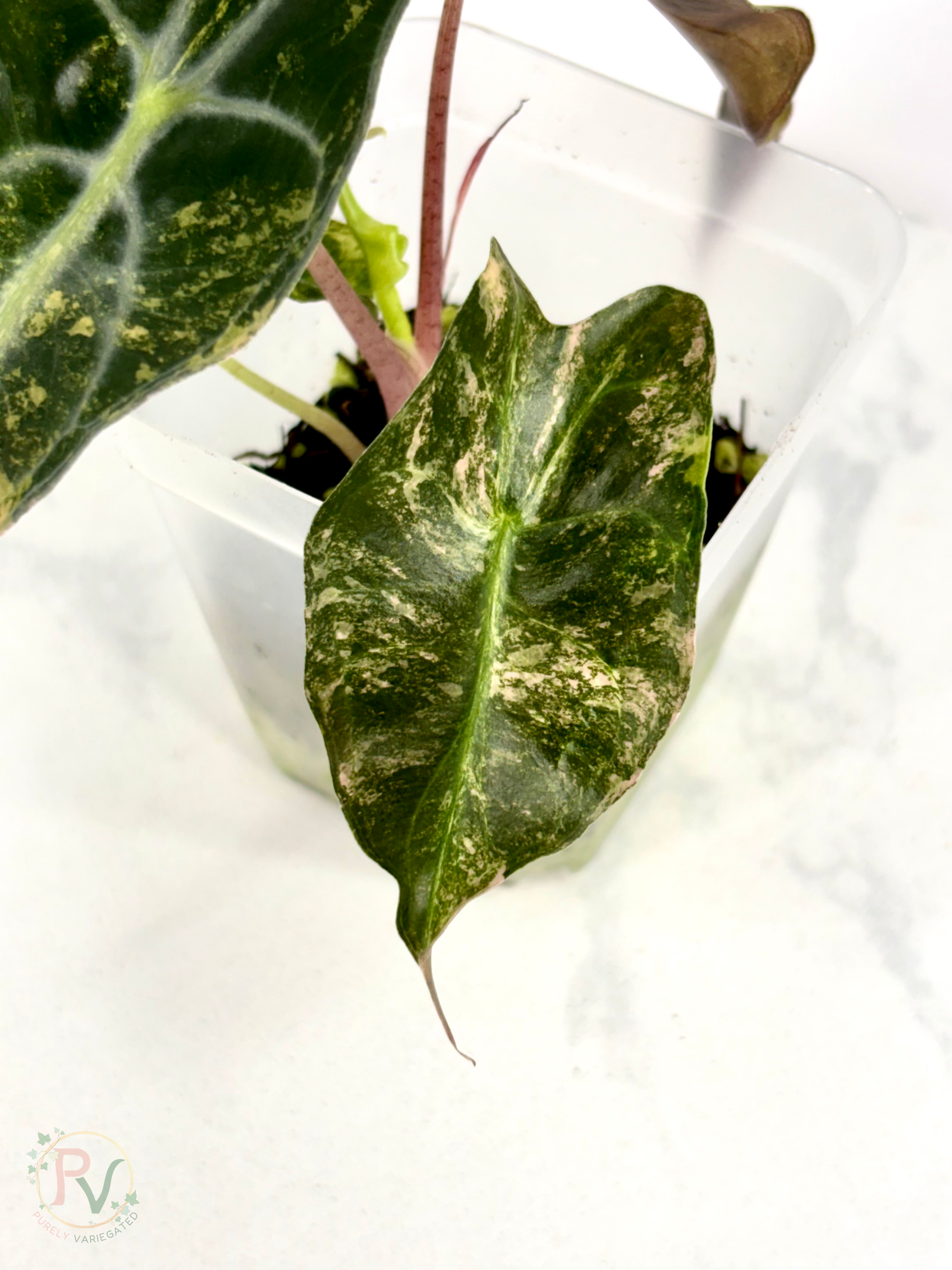 Aurea Venom Alocasia - Teen Size 2