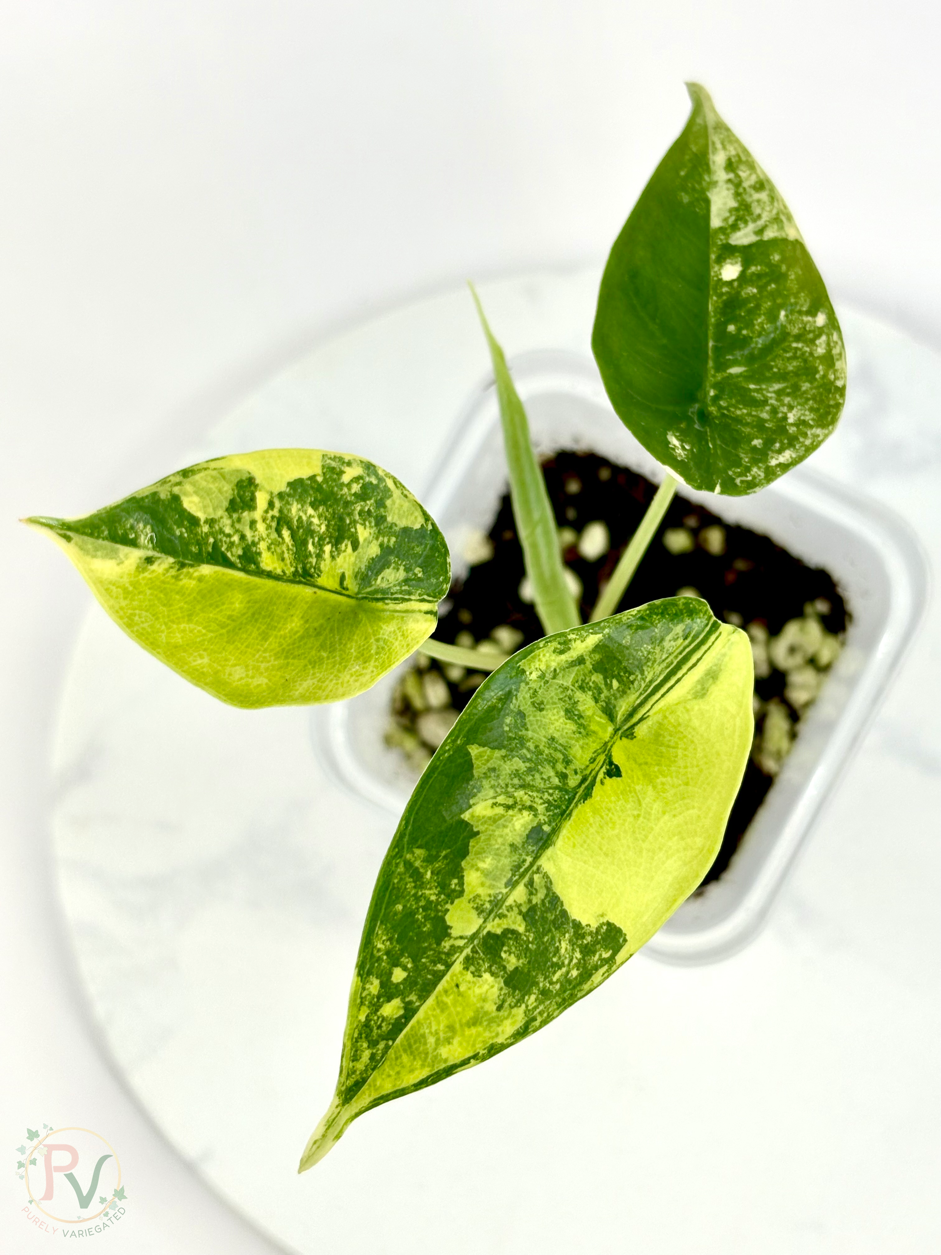 Venusta Aurea Alocasia - Teen Size
