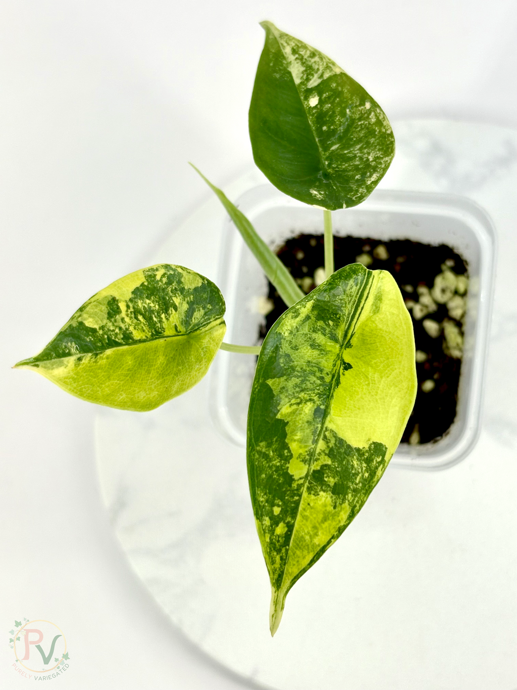 Venusta Aurea Alocasia - Teen Size