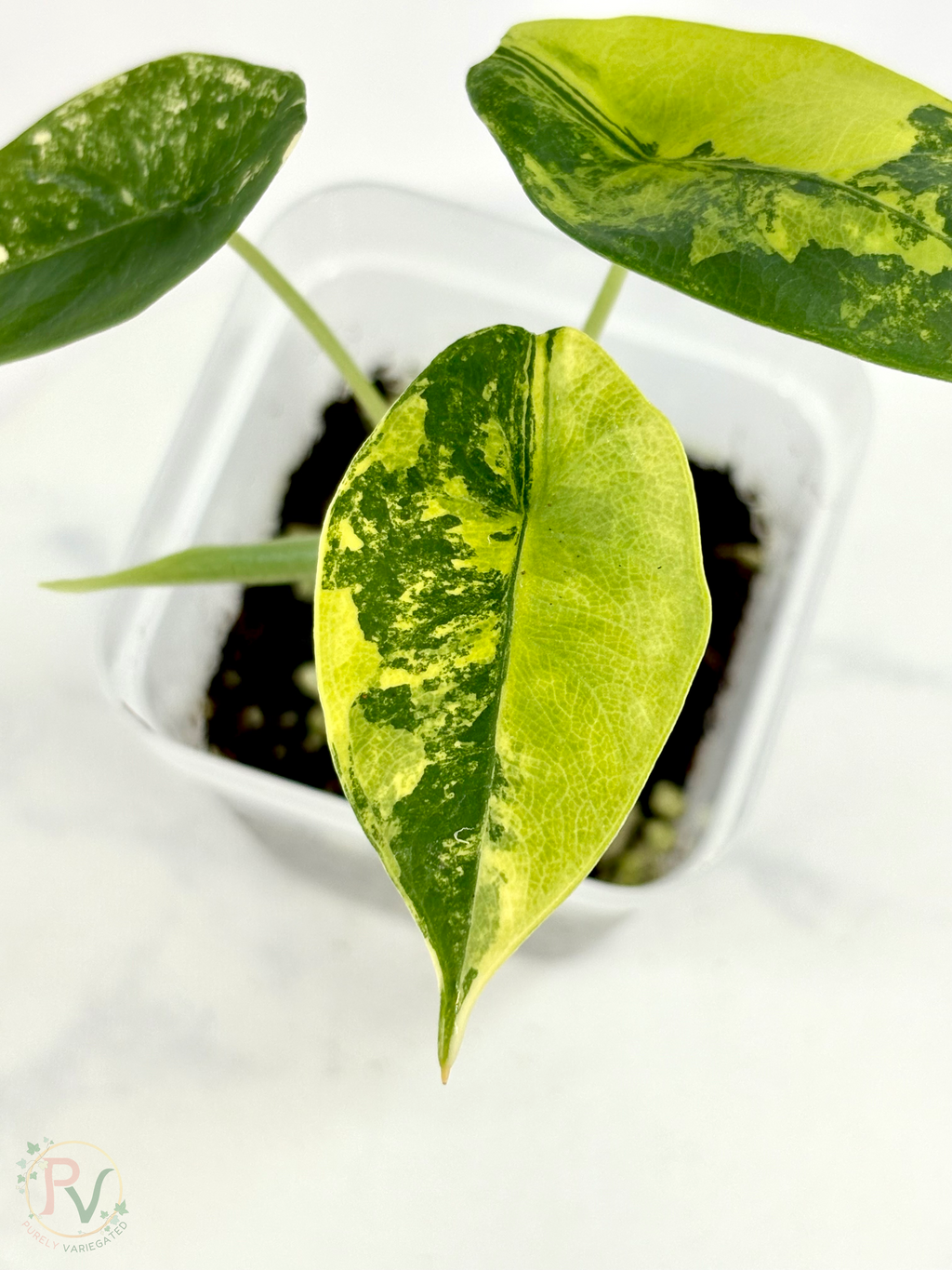Venusta Aurea Alocasia - Teen Size