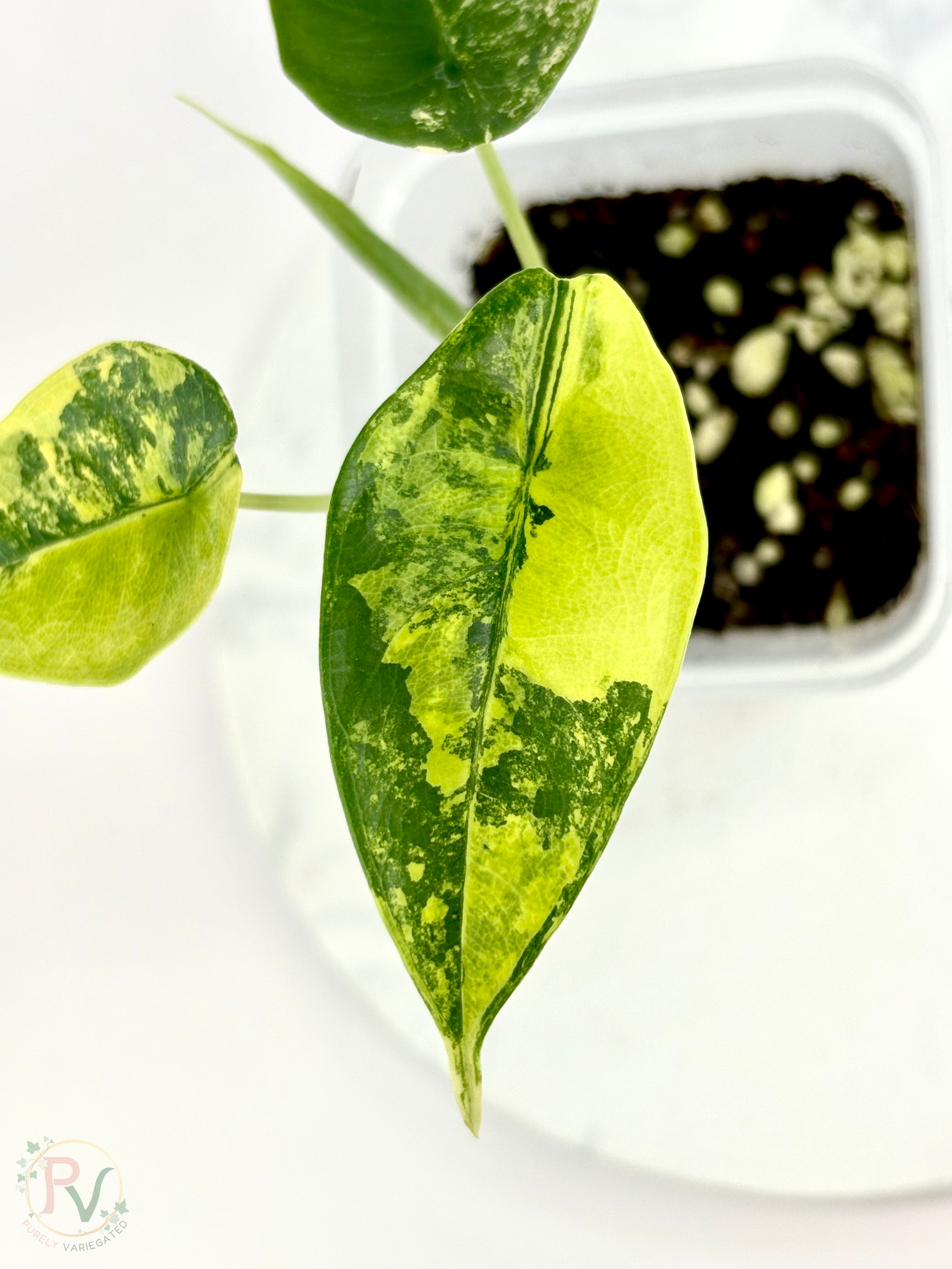 Venusta Aurea Alocasia - Teen Size