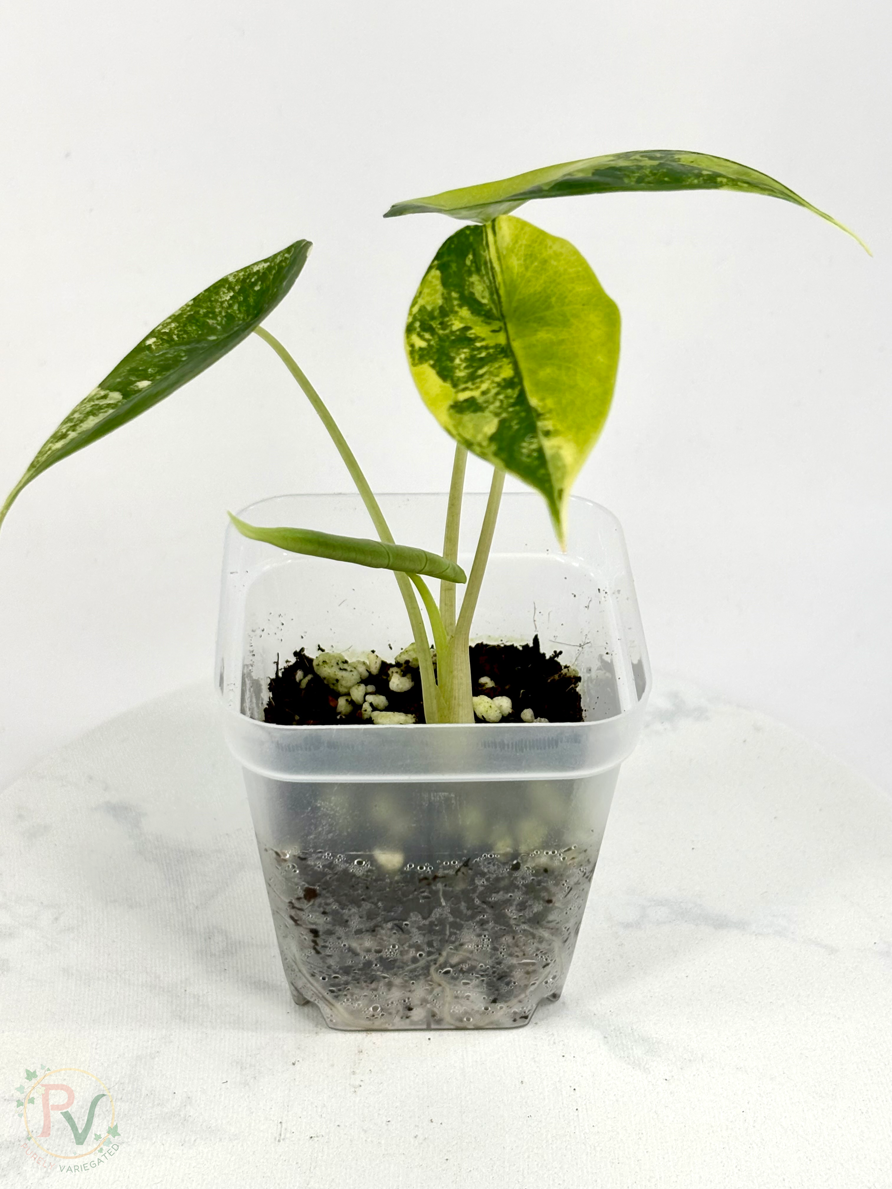 Venusta Aurea Alocasia - Teen Size