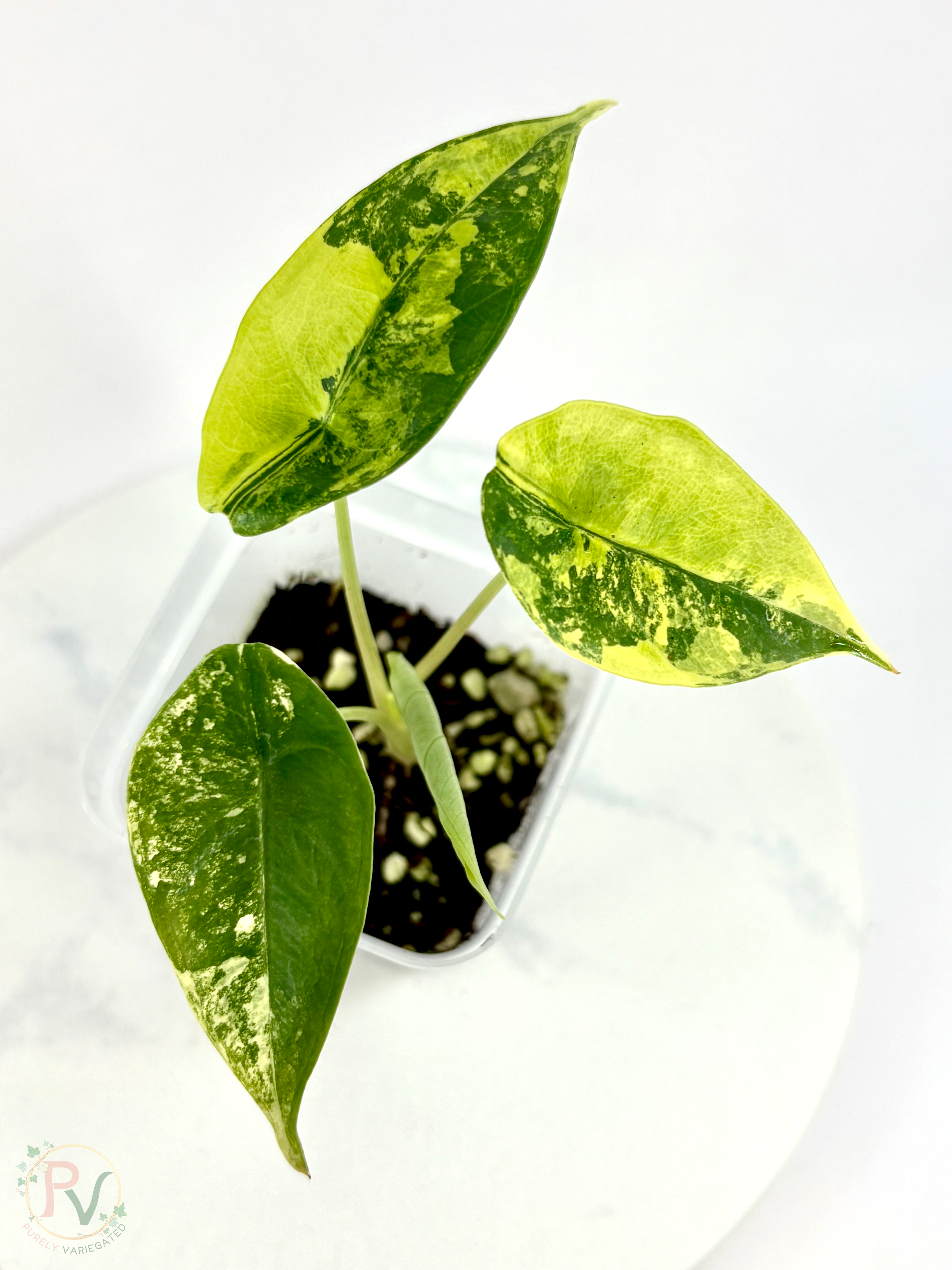 Venusta Aurea Alocasia - Teen Size