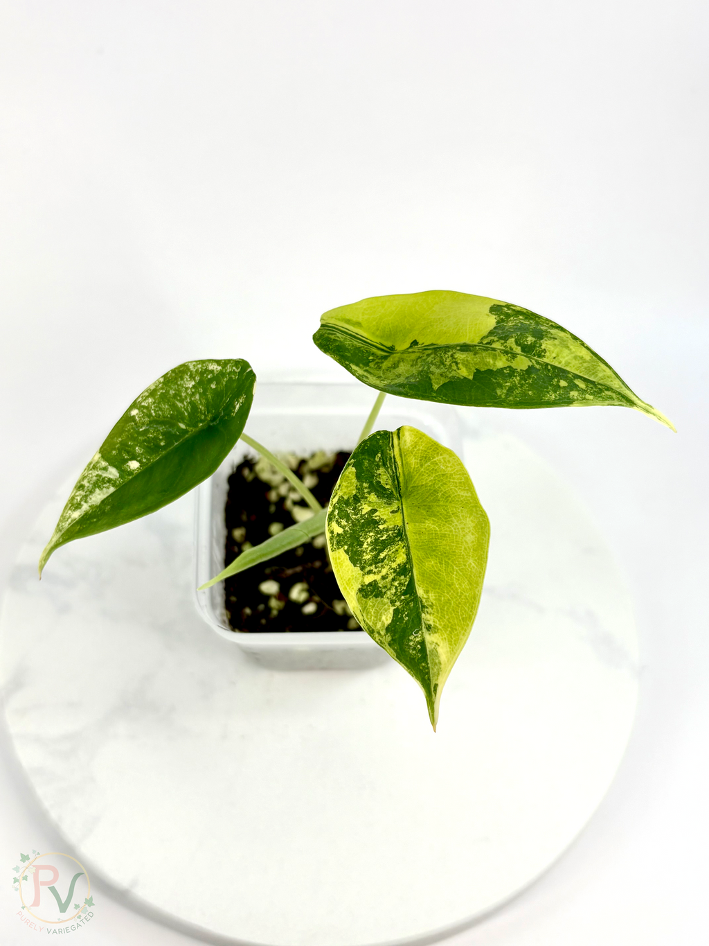Venusta Aurea Alocasia - Teen Size