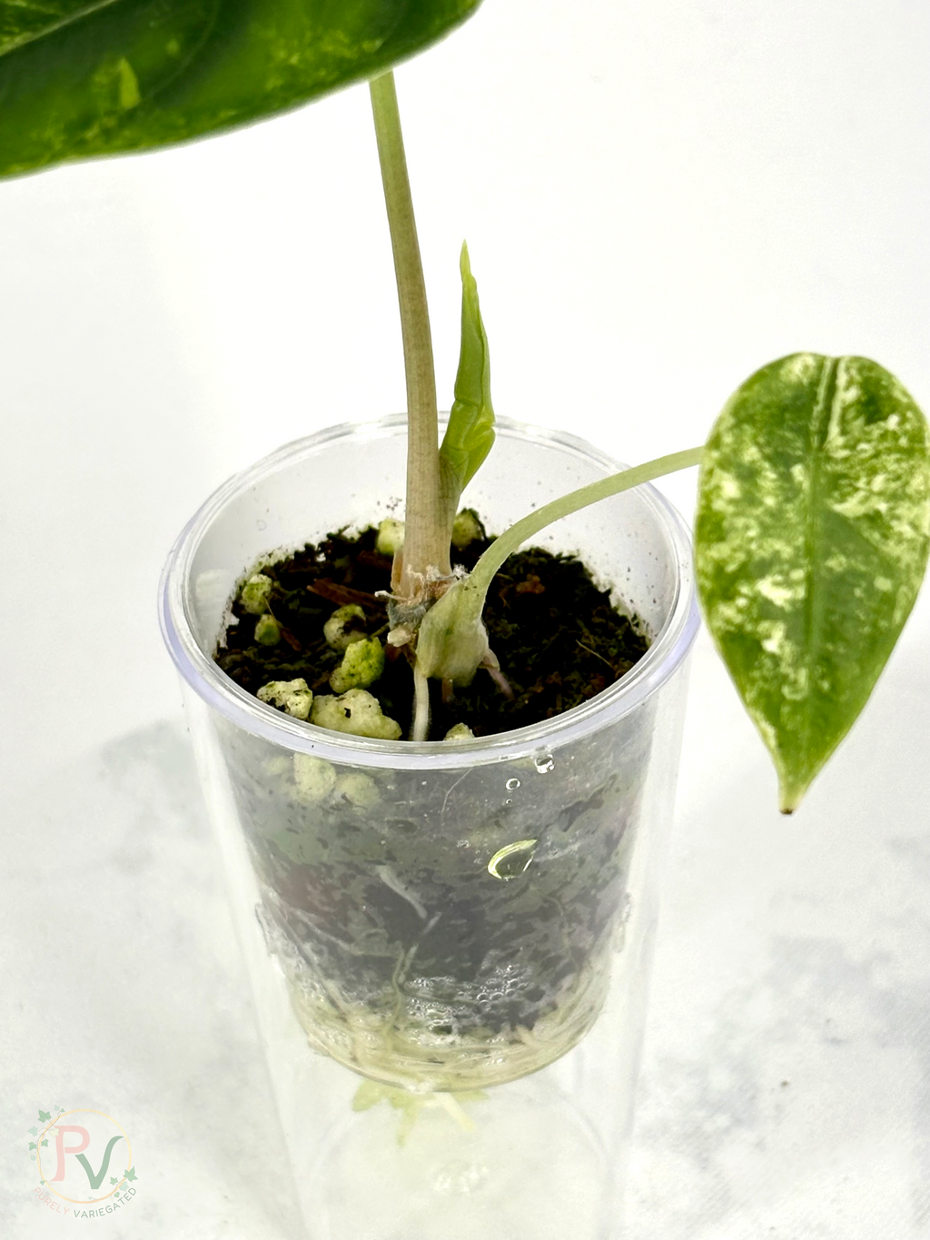 Venusta Aurea Alocasia