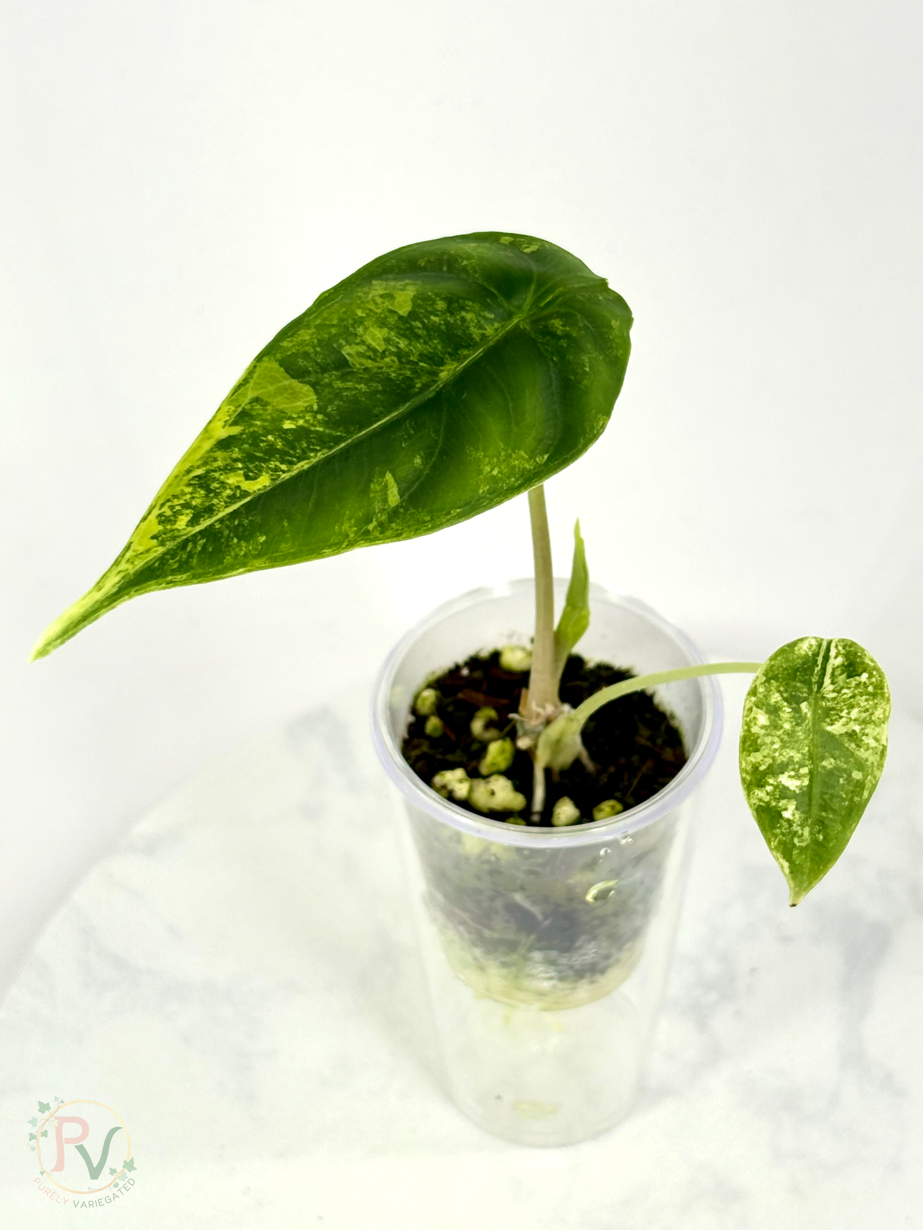Venusta Aurea Alocasia