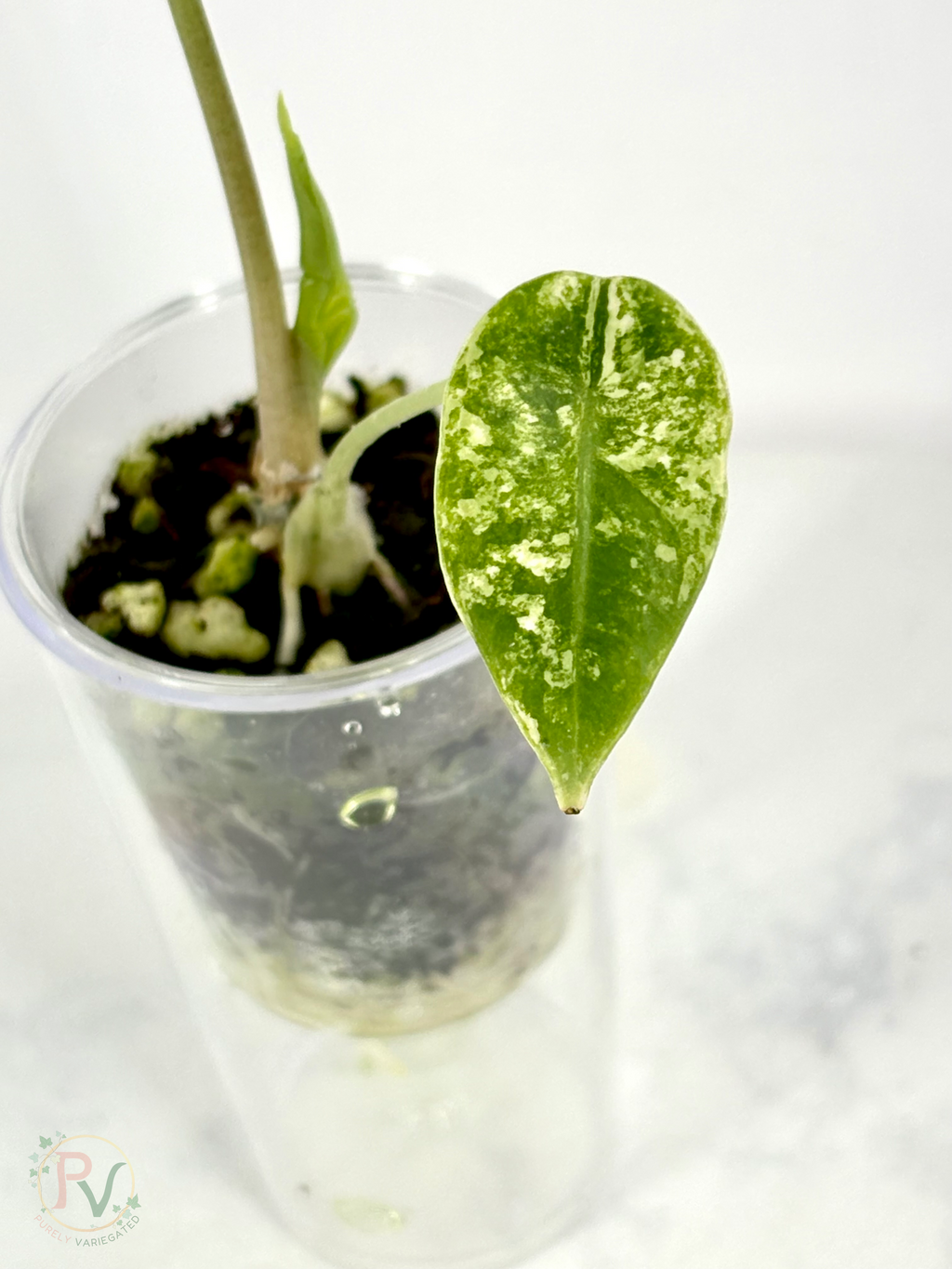 Venusta Aurea Alocasia
