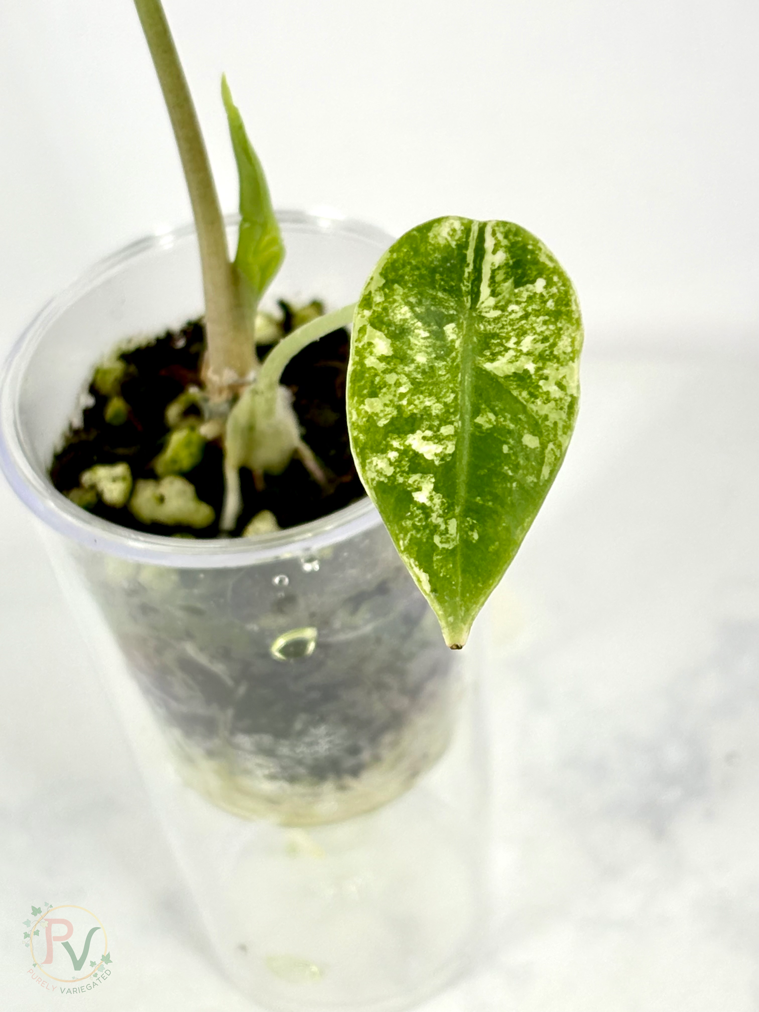 Venusta Aurea Alocasia