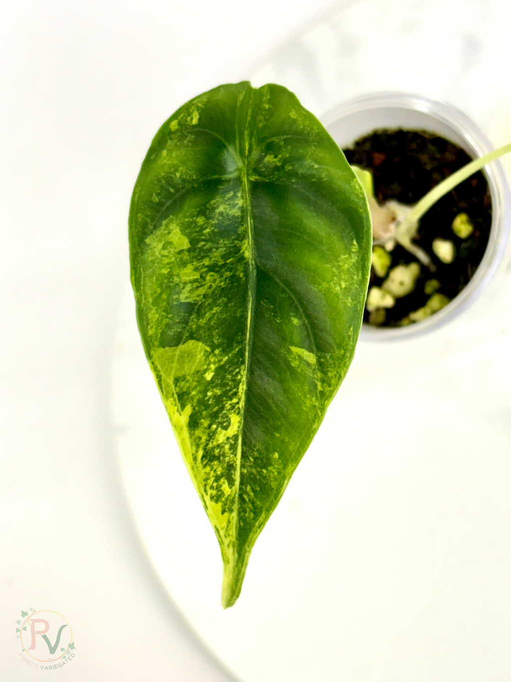 Venusta Aurea Alocasia
