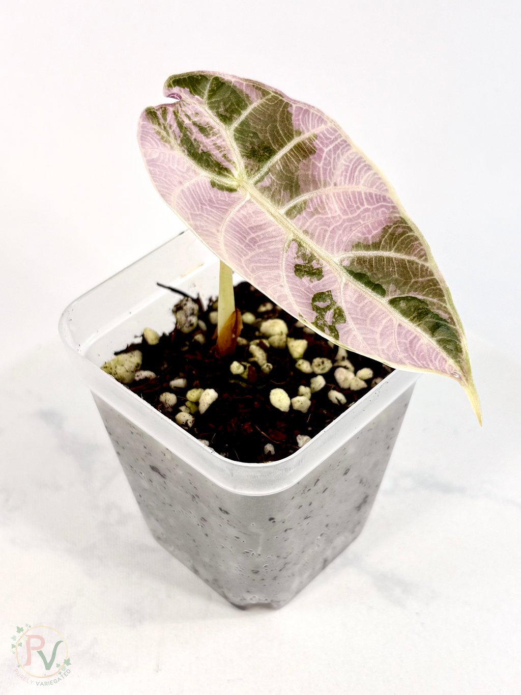 Watsoniana Pink Doff Alocasia
