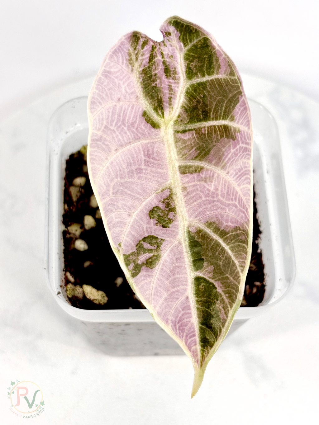 Watsoniana Pink Doff Alocasia