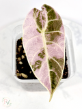 Watsoniana Pink Doff Alocasia