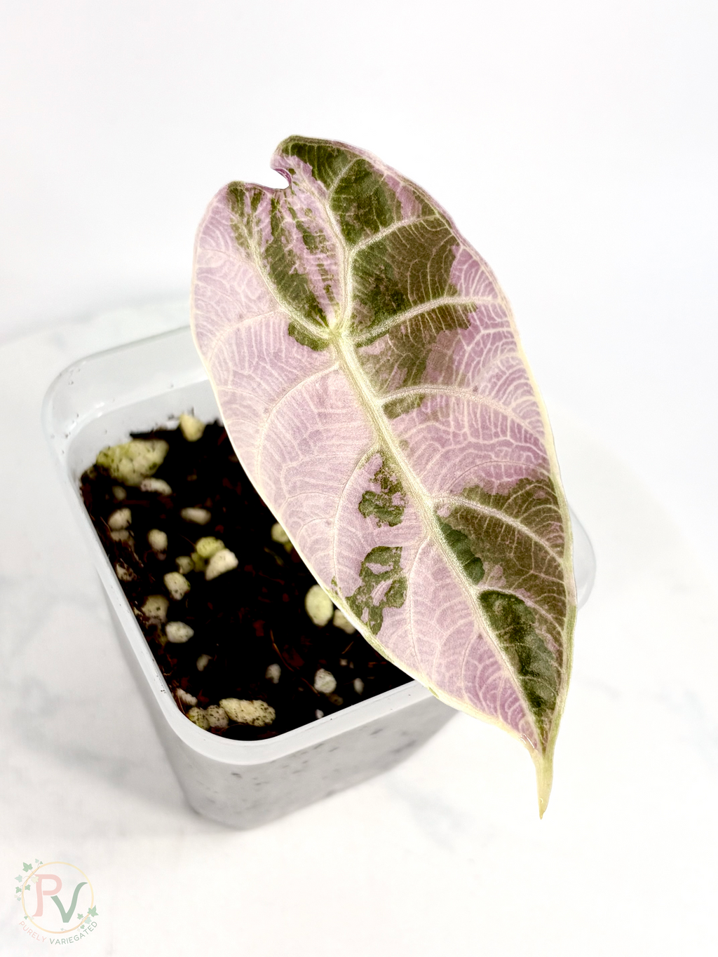 Watsoniana Pink Doff Alocasia