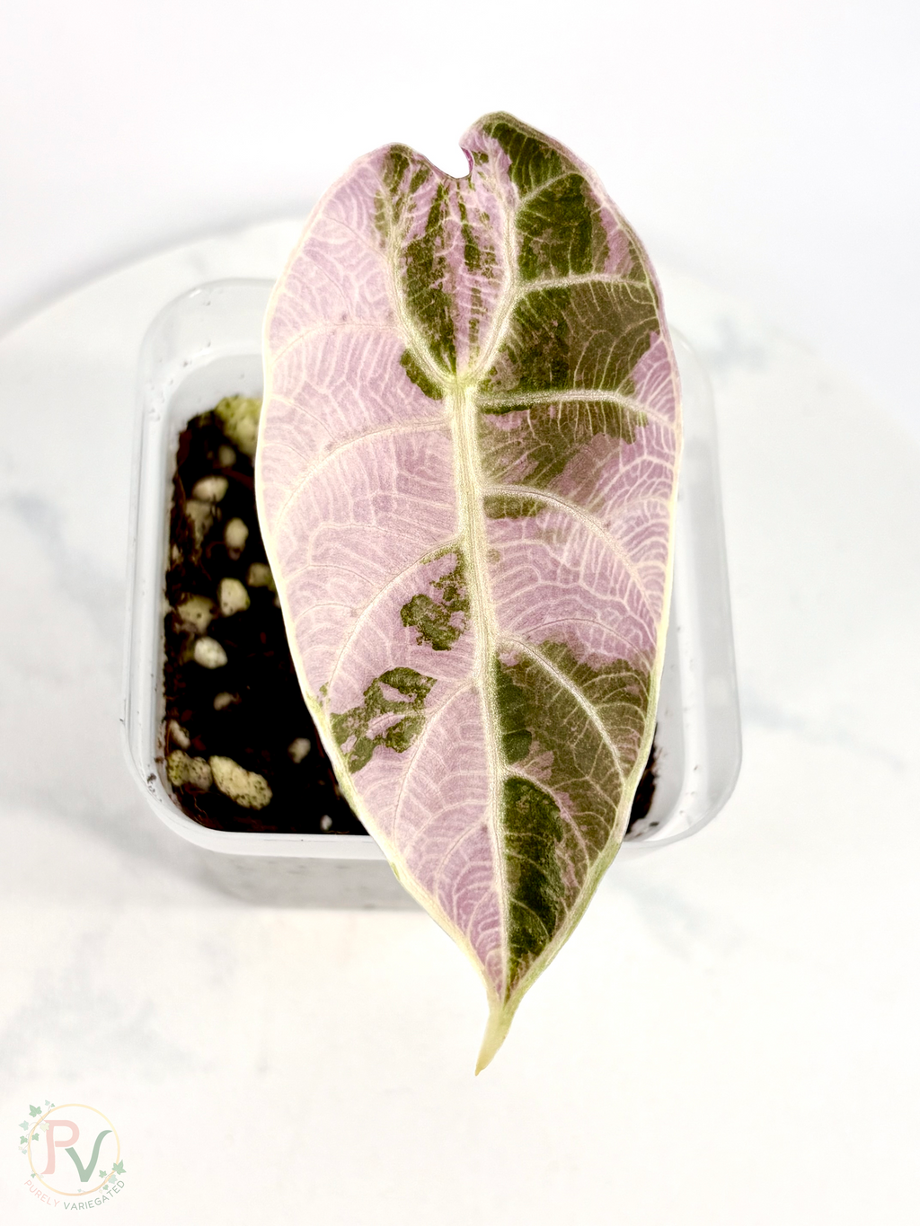 Watsoniana Pink Doff Alocasia