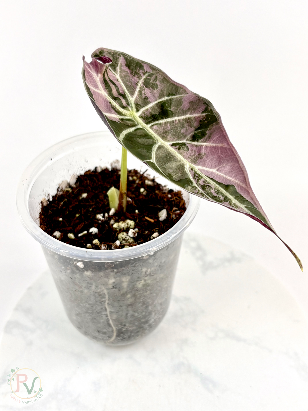 Watsoniana Pink Doff Alocasia - Corming Size
