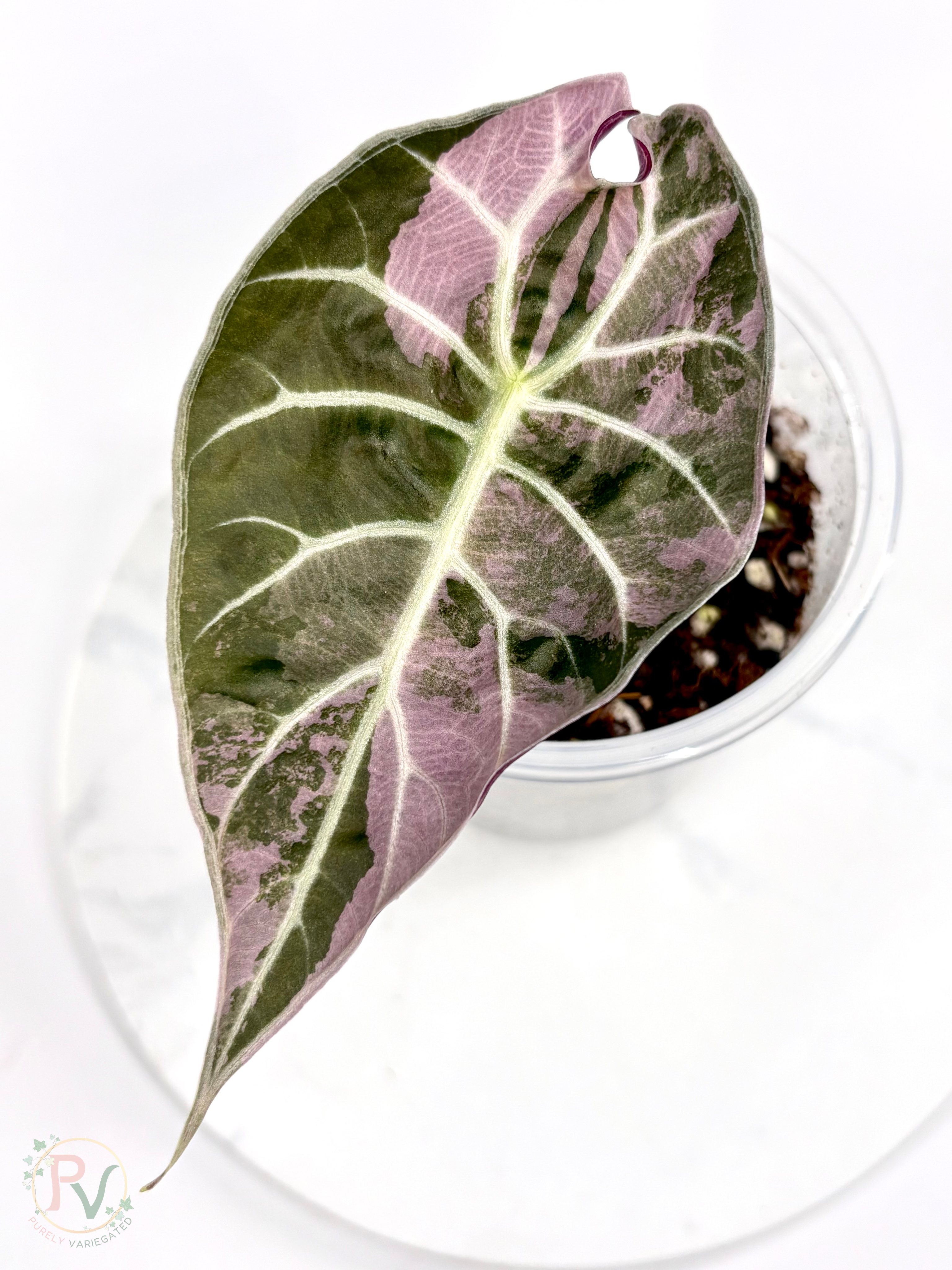 Watsoniana Pink Doff Alocasia - Corming Size