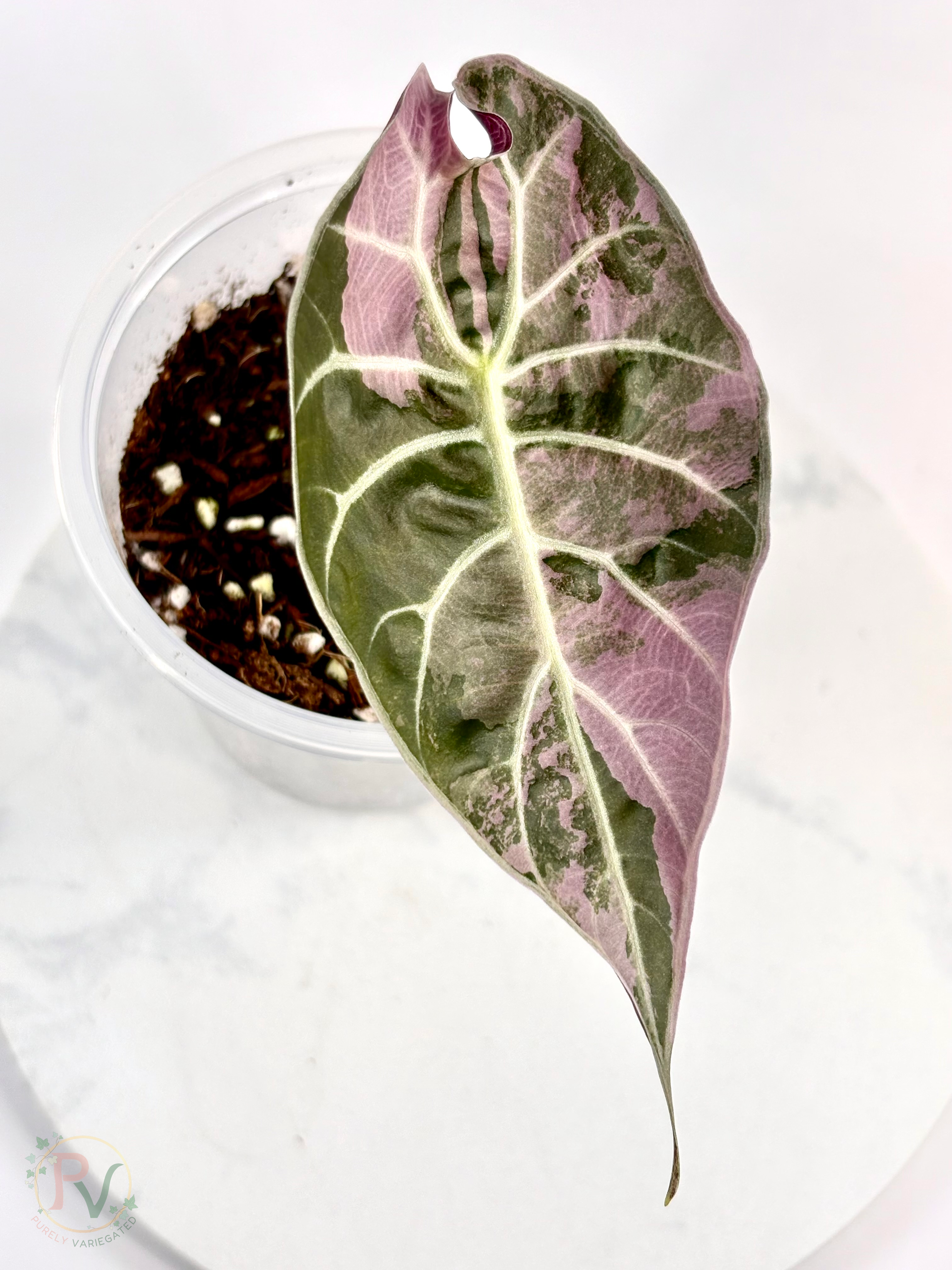 Watsoniana Pink Doff Alocasia - Corming Size
