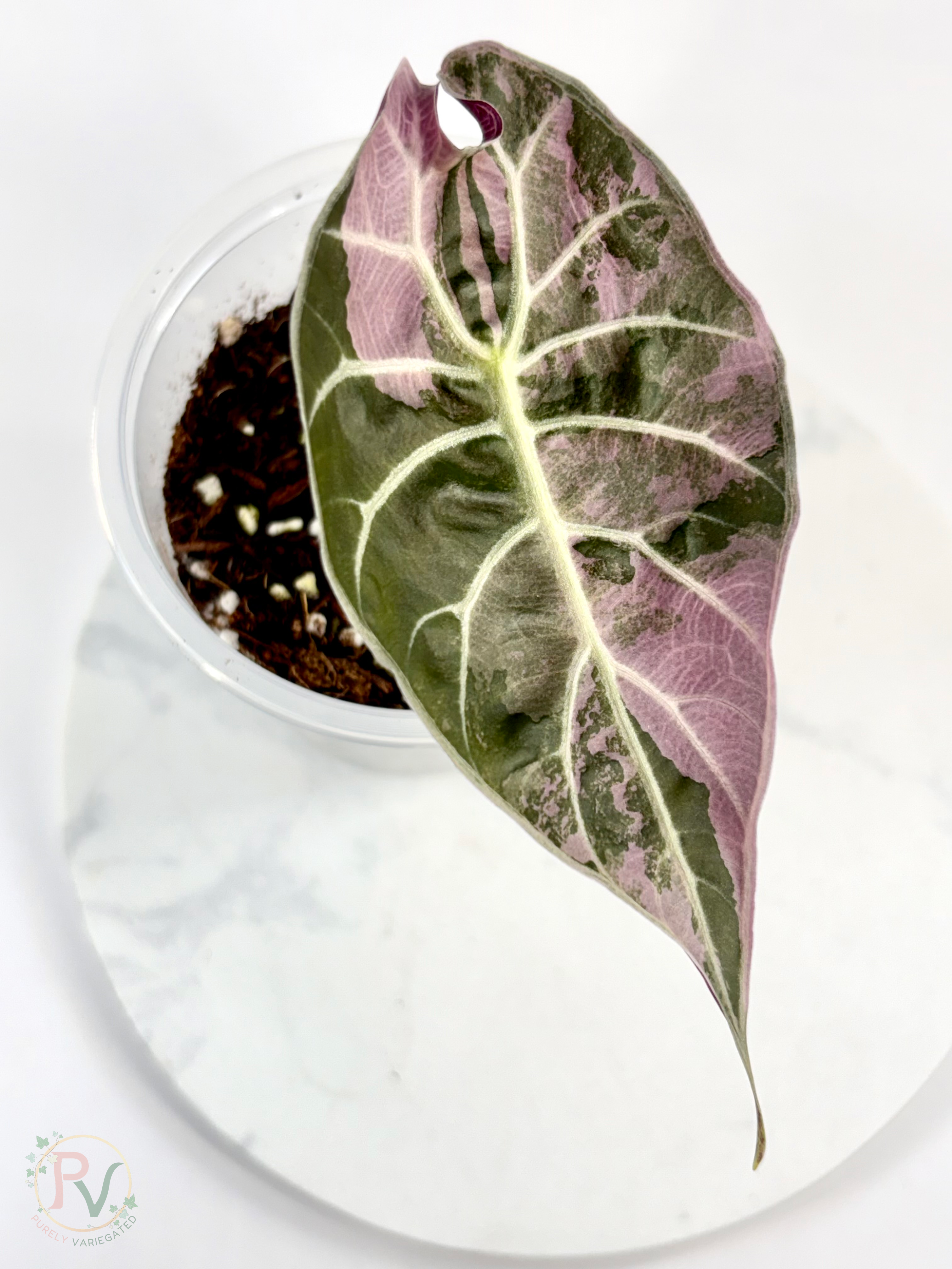 Watsoniana Pink Doff Alocasia - Corming Size