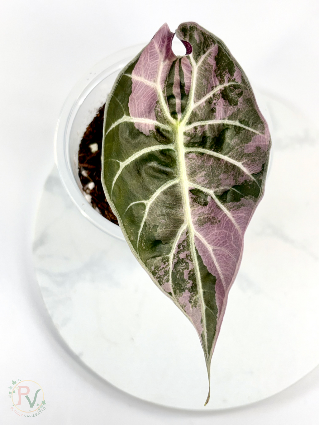 Watsoniana Pink Doff Alocasia - Corming Size
