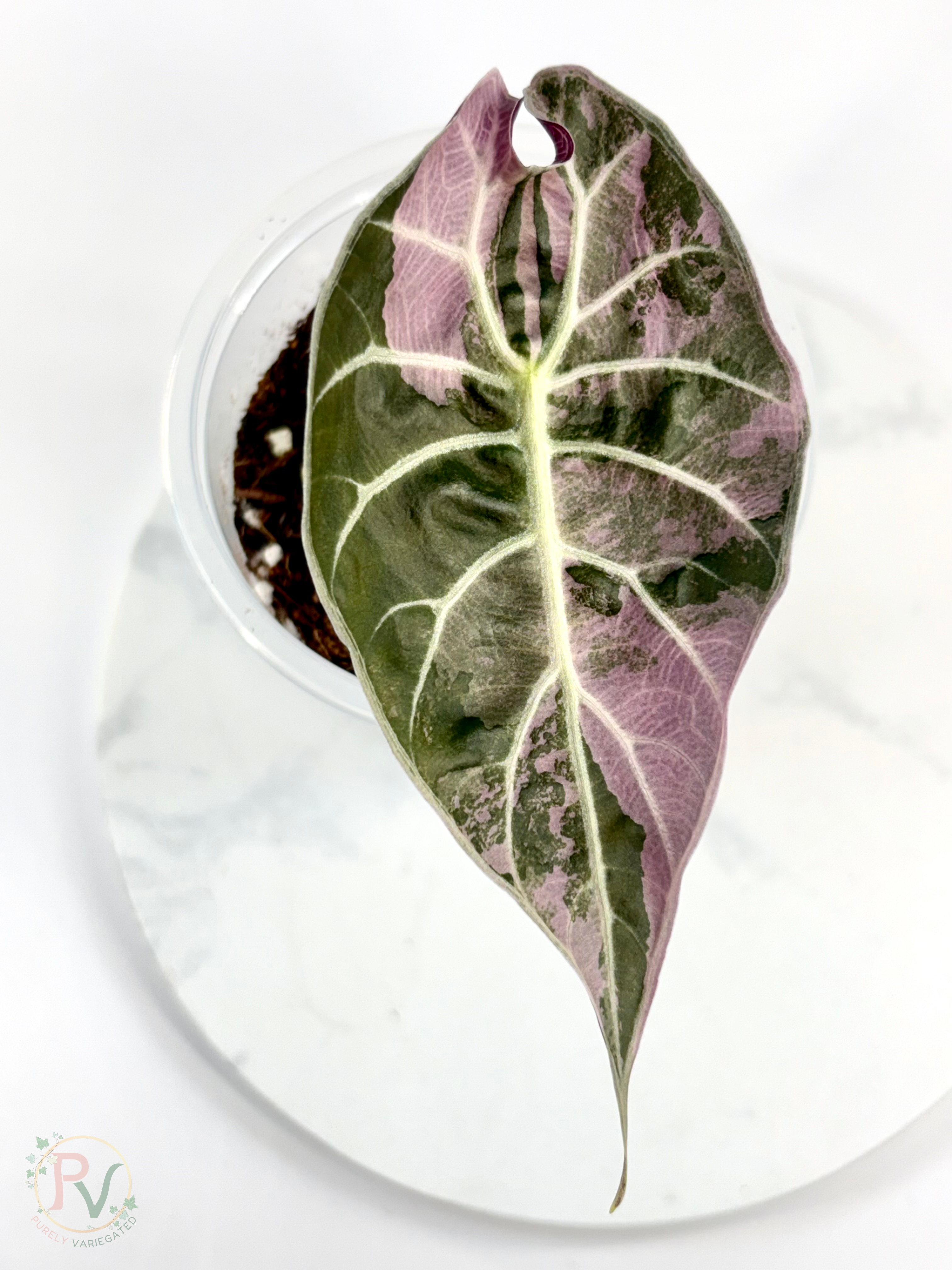 Watsoniana Pink Doff Alocasia - Corming Size
