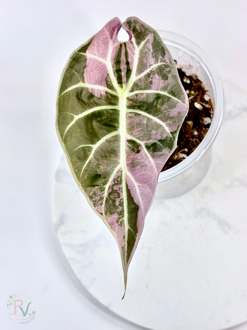 Watsoniana Pink Doff Alocasia - Corming Size