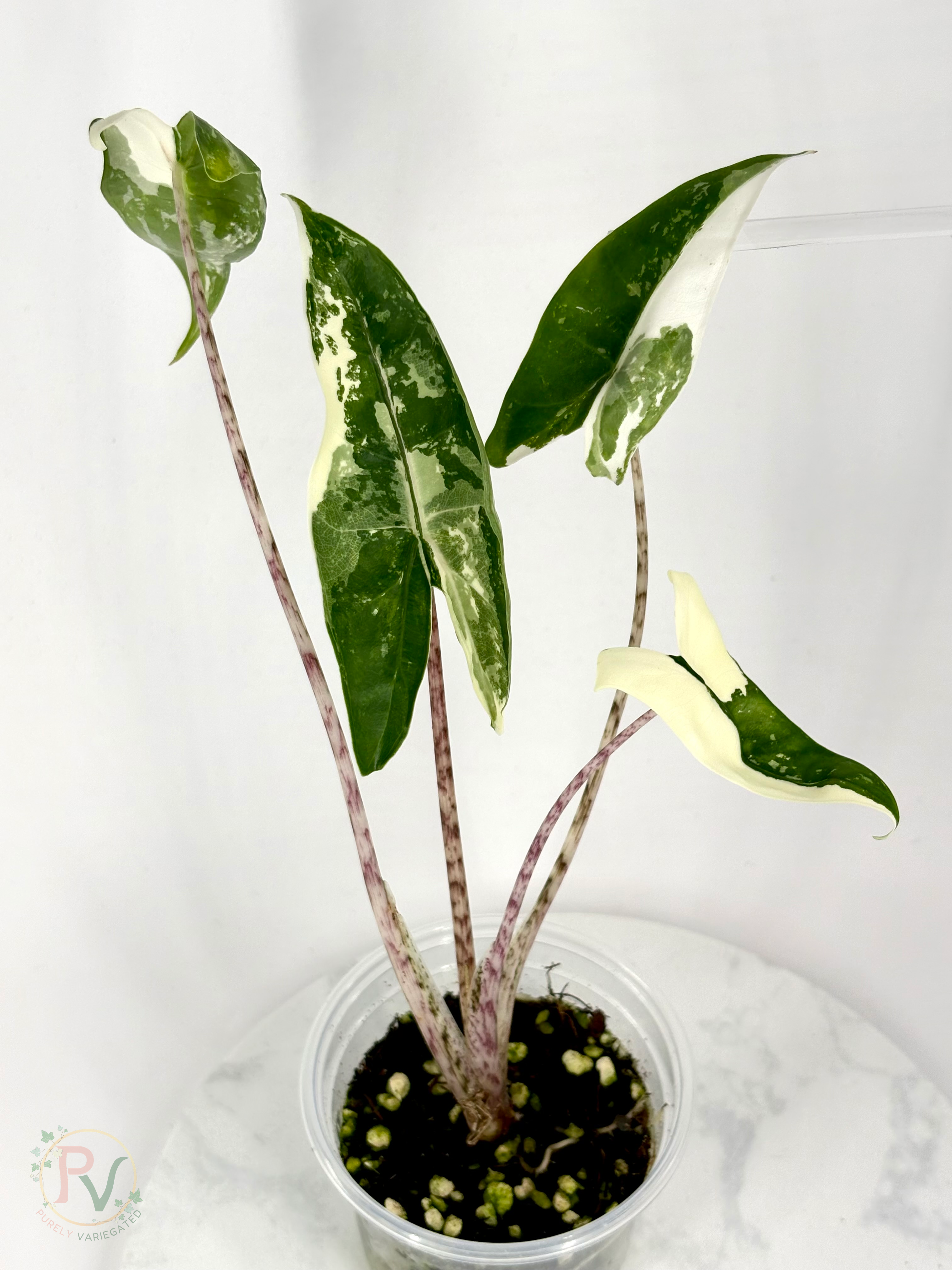 Zebrina Albo Alocasia - Teen Size