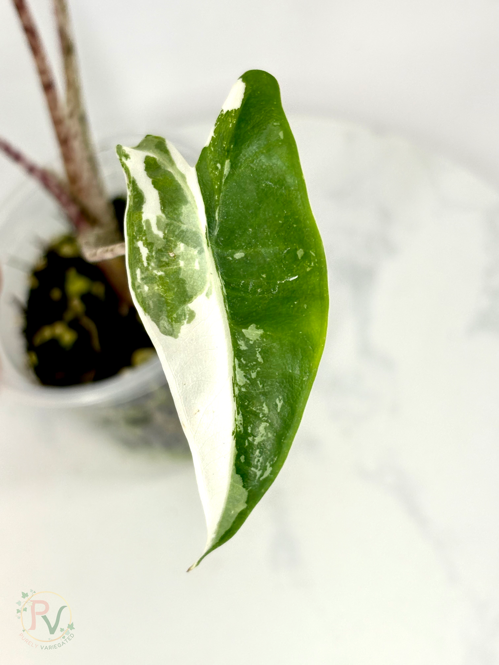 Zebrina Albo Alocasia - Teen Size