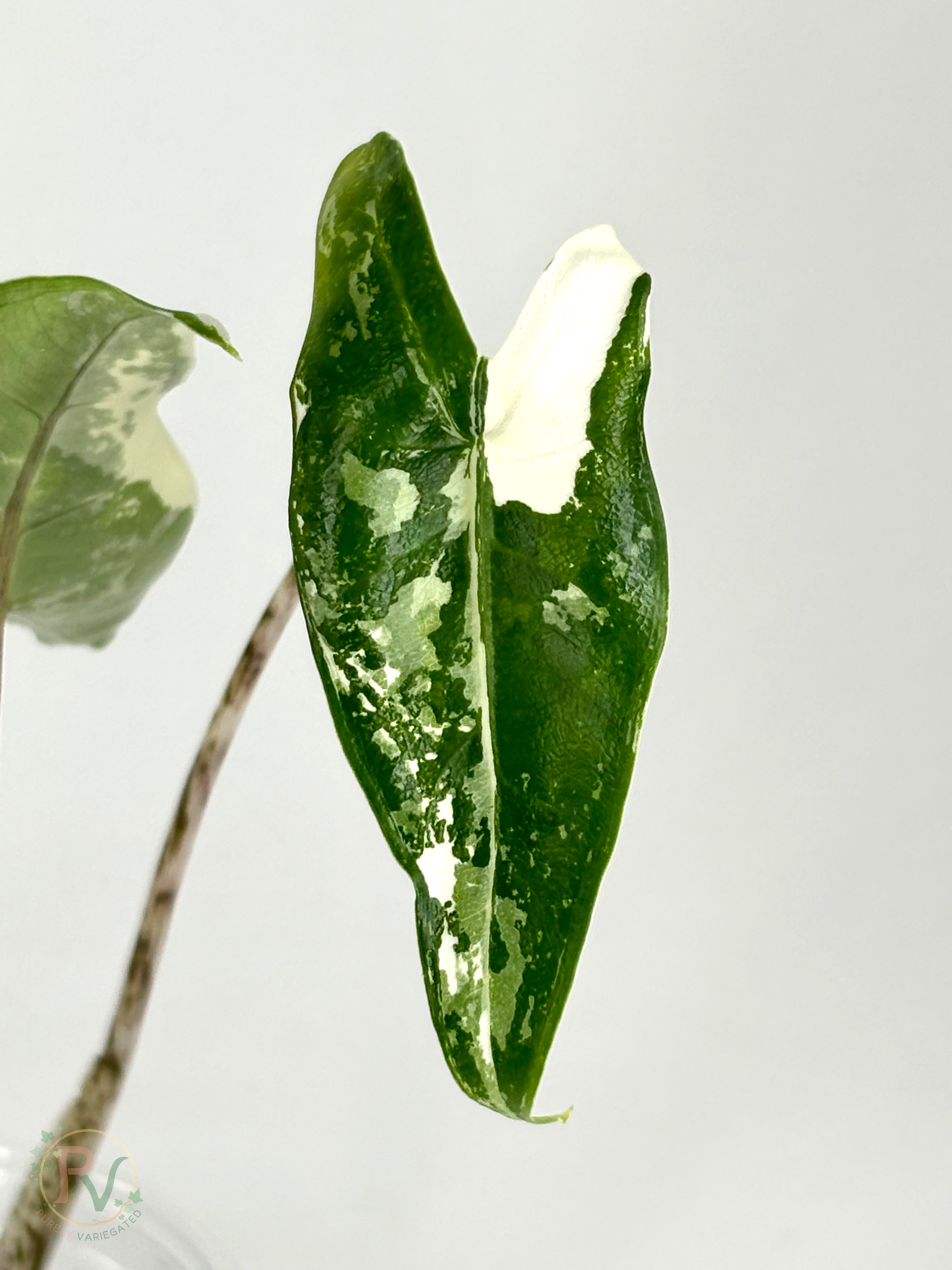 Zebrina Albo Alocasia - Teen Size
