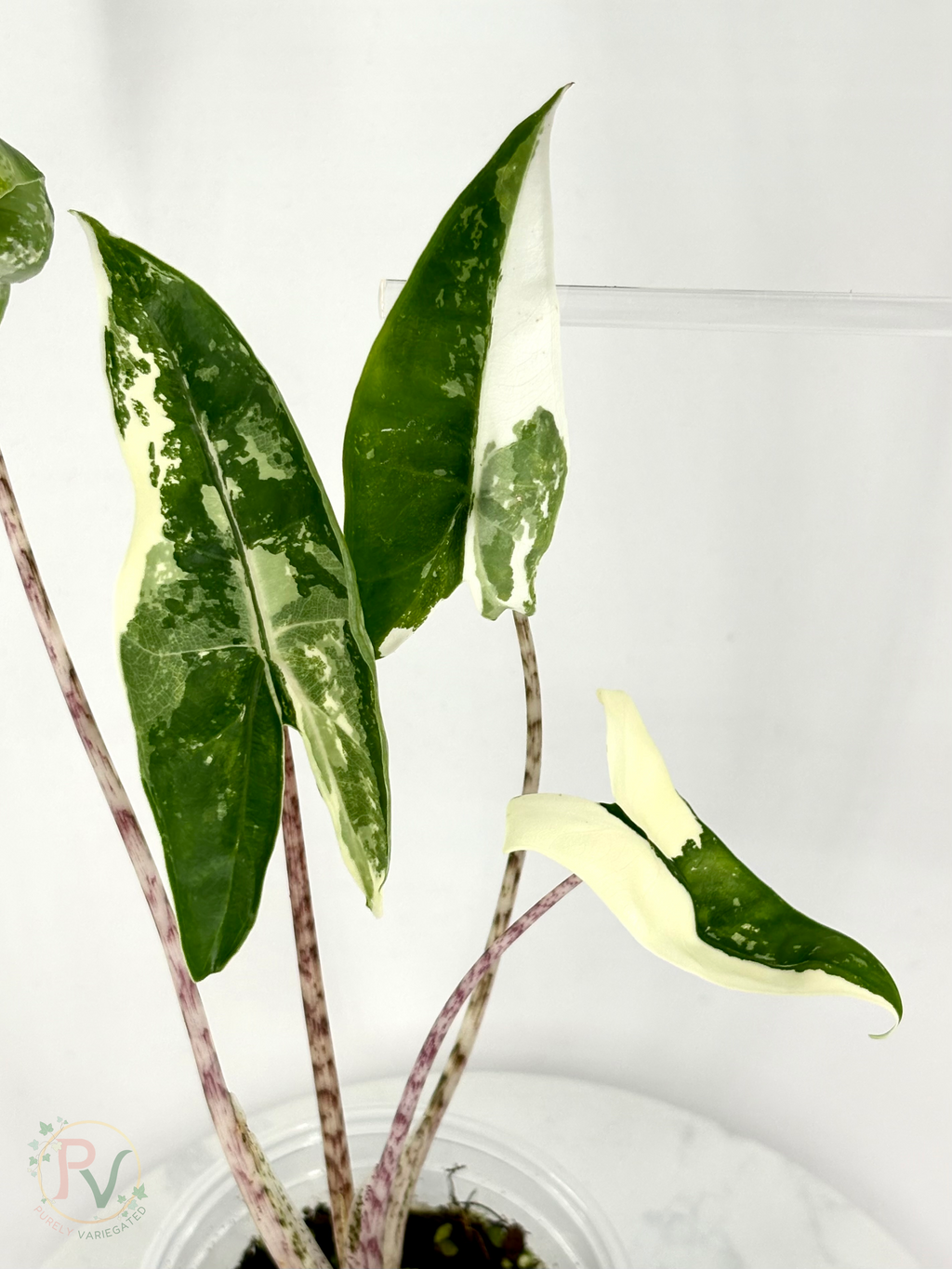 Zebrina Albo Alocasia - Teen Size