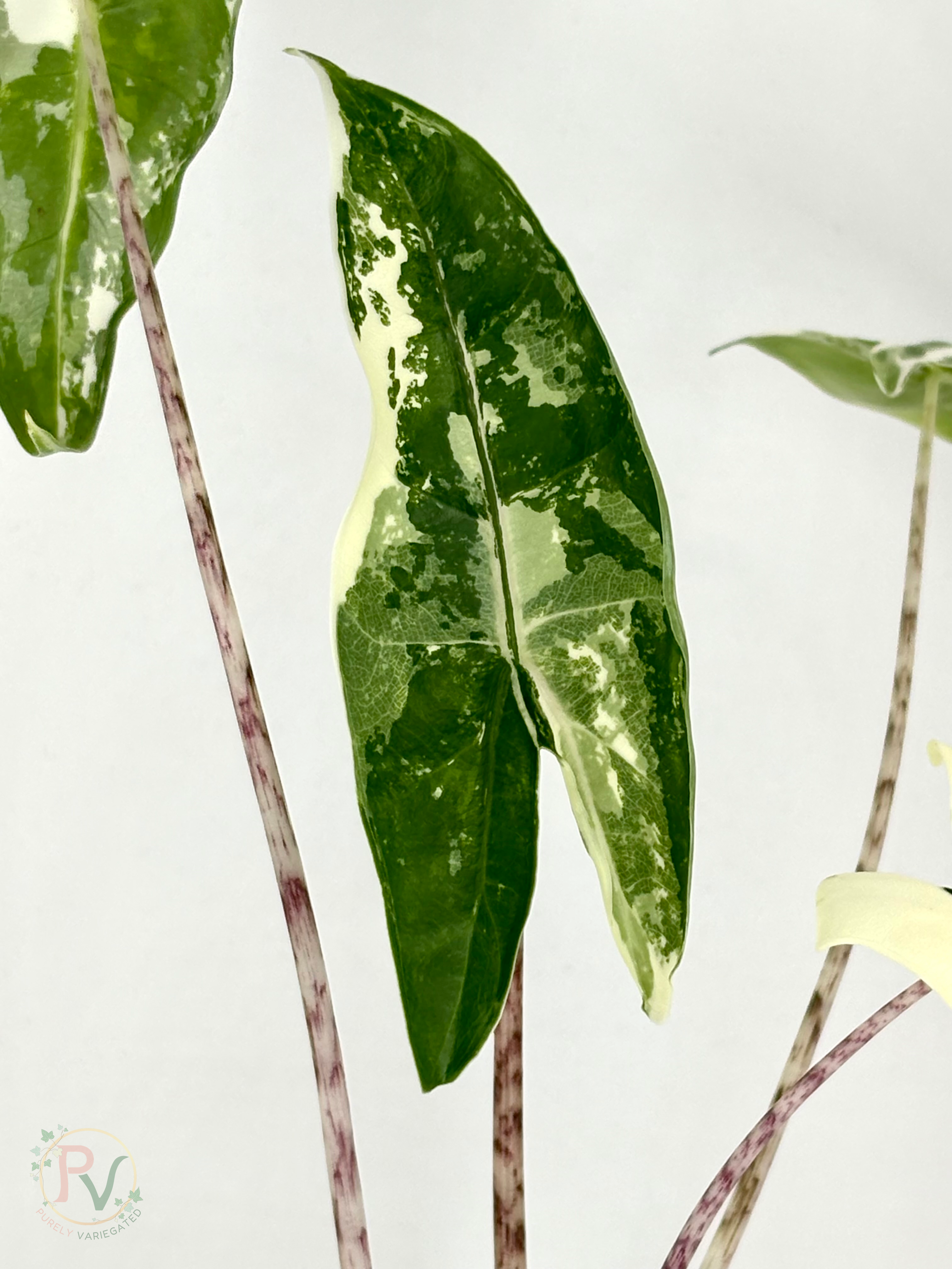 Zebrina Albo Alocasia - Teen Size