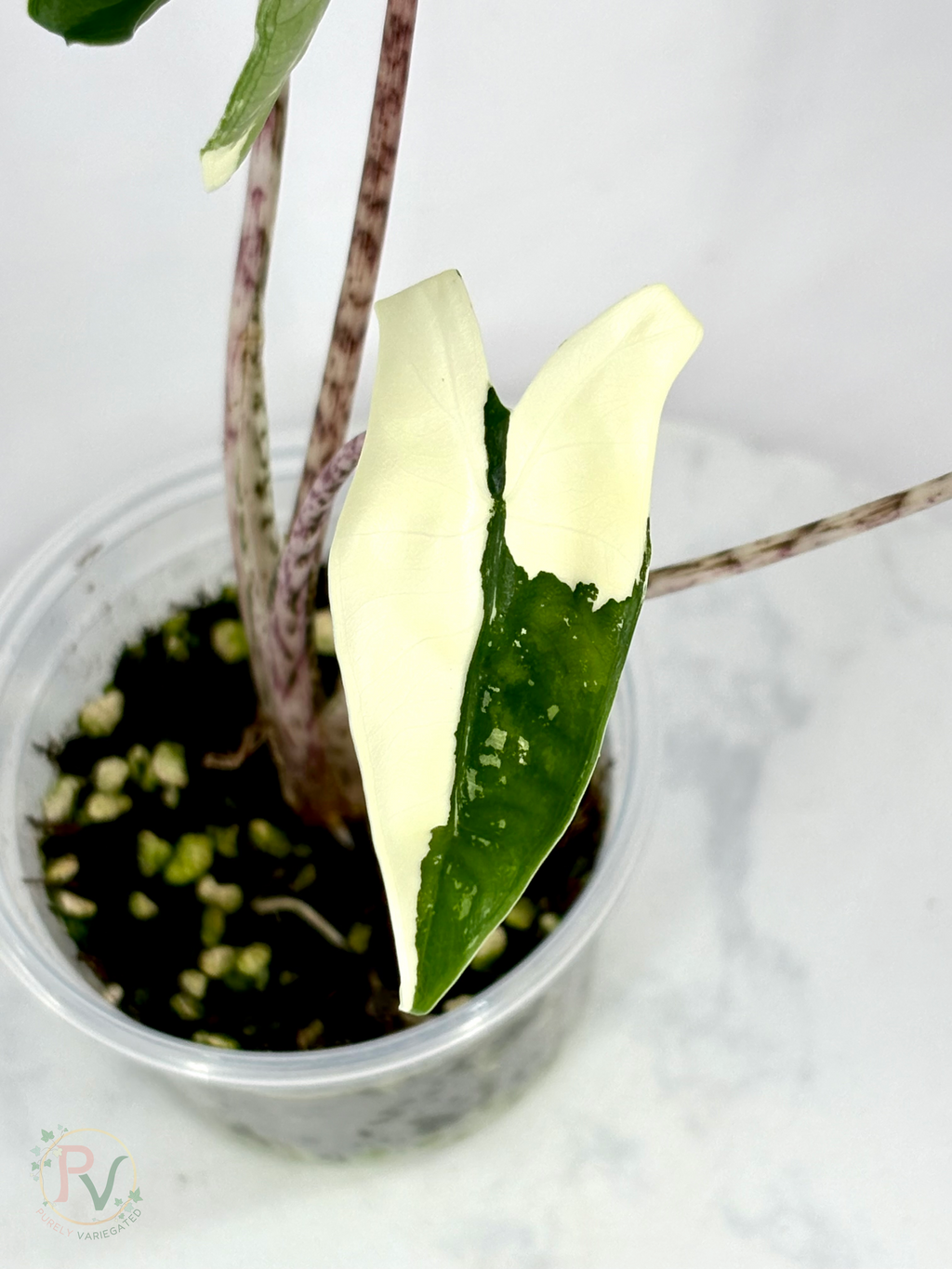Zebrina Albo Alocasia - Teen Size