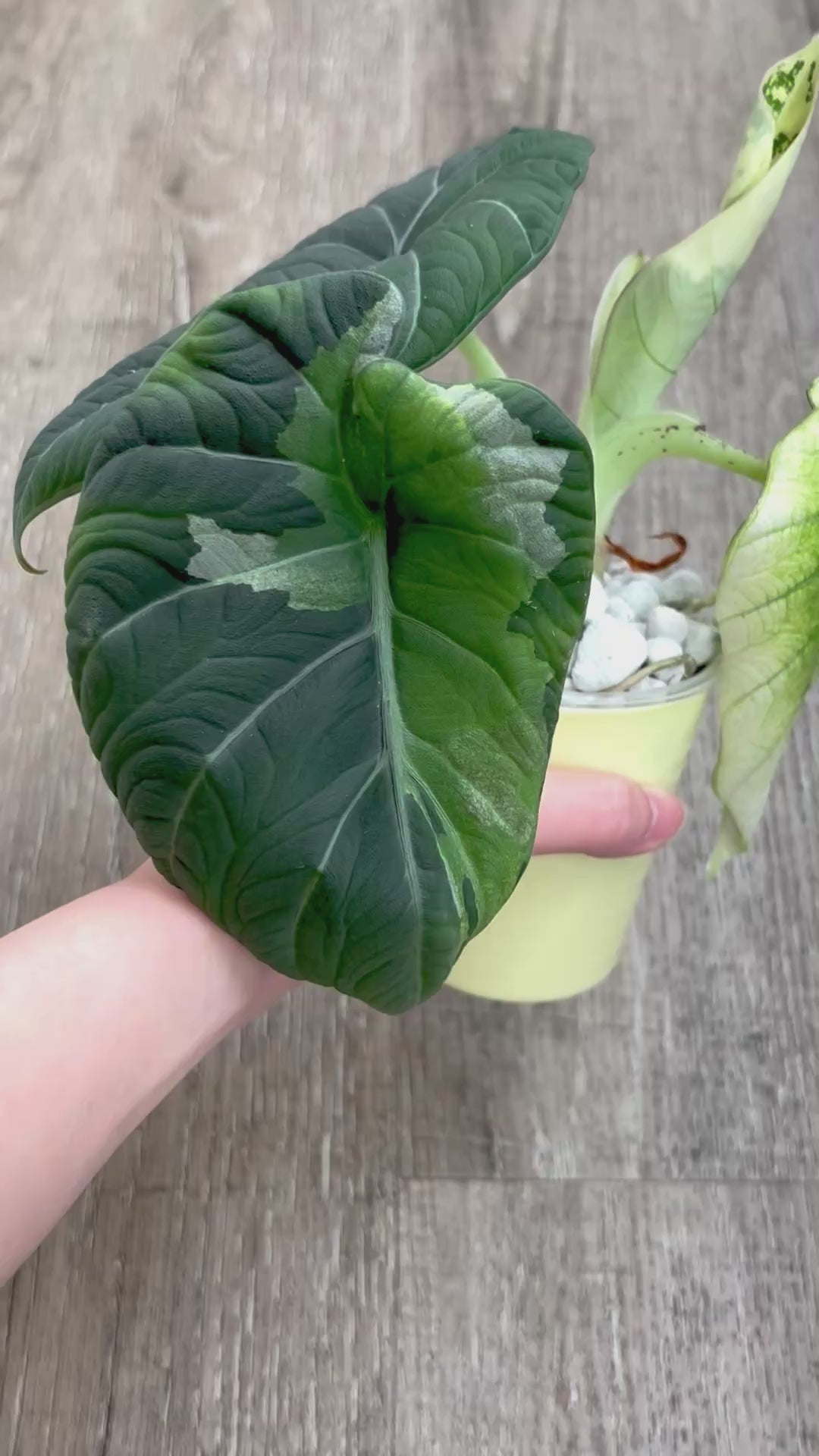 Maharani Tricolor Mint Lava Alocasia 1