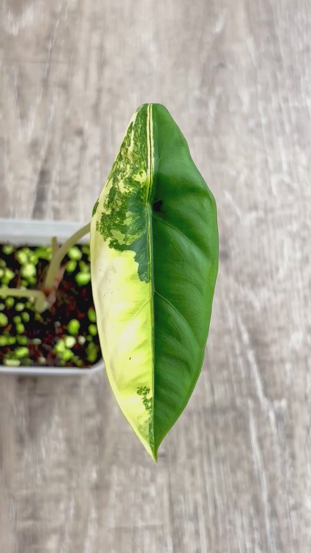 Venusta Aurea Alocasia