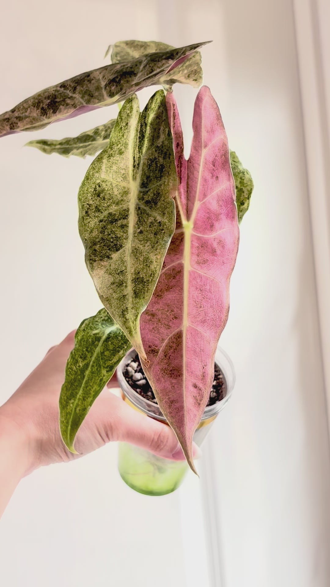 Pink Satun Stardust Corms