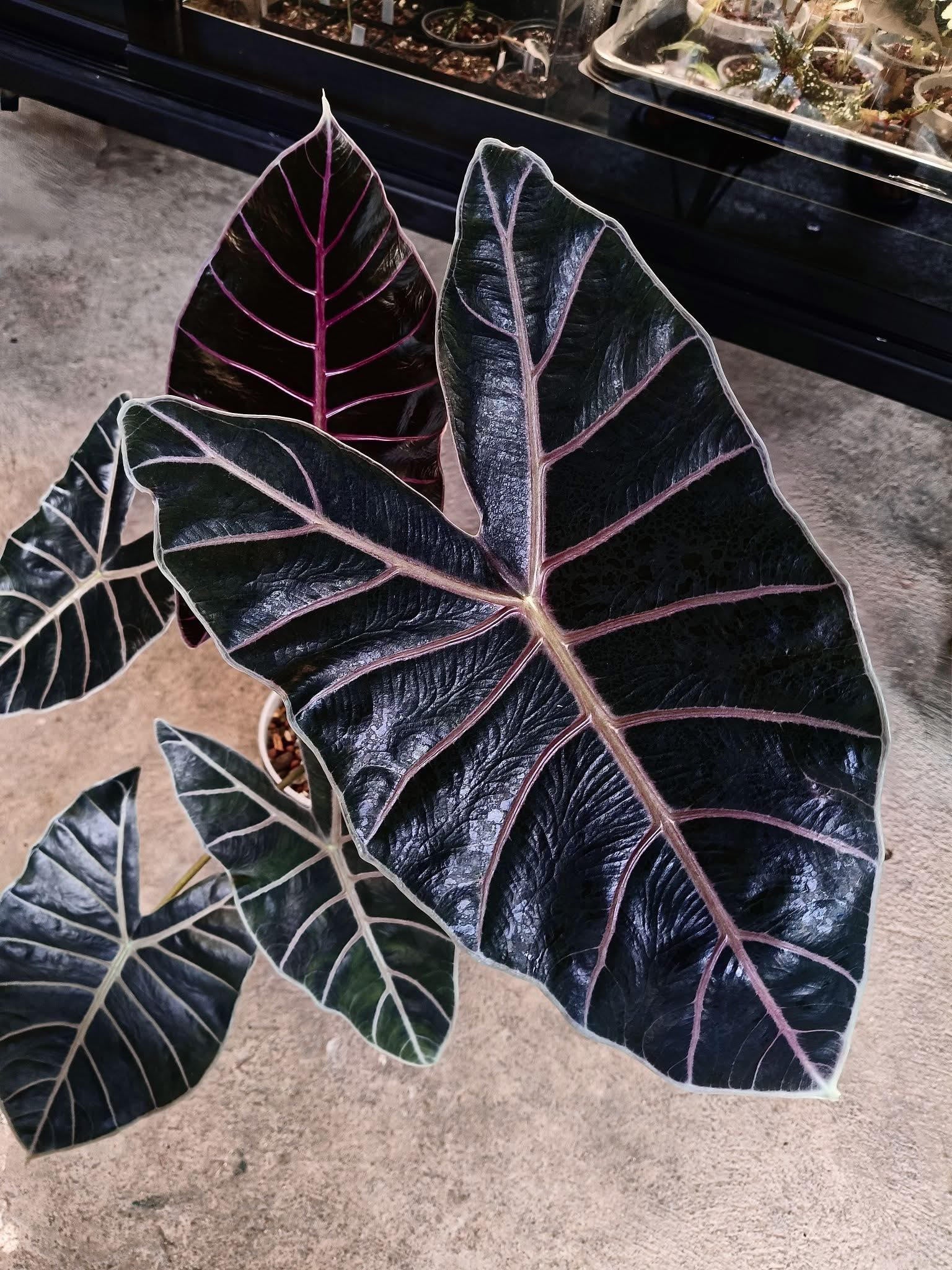Black Satun Pink Bone Alocasia