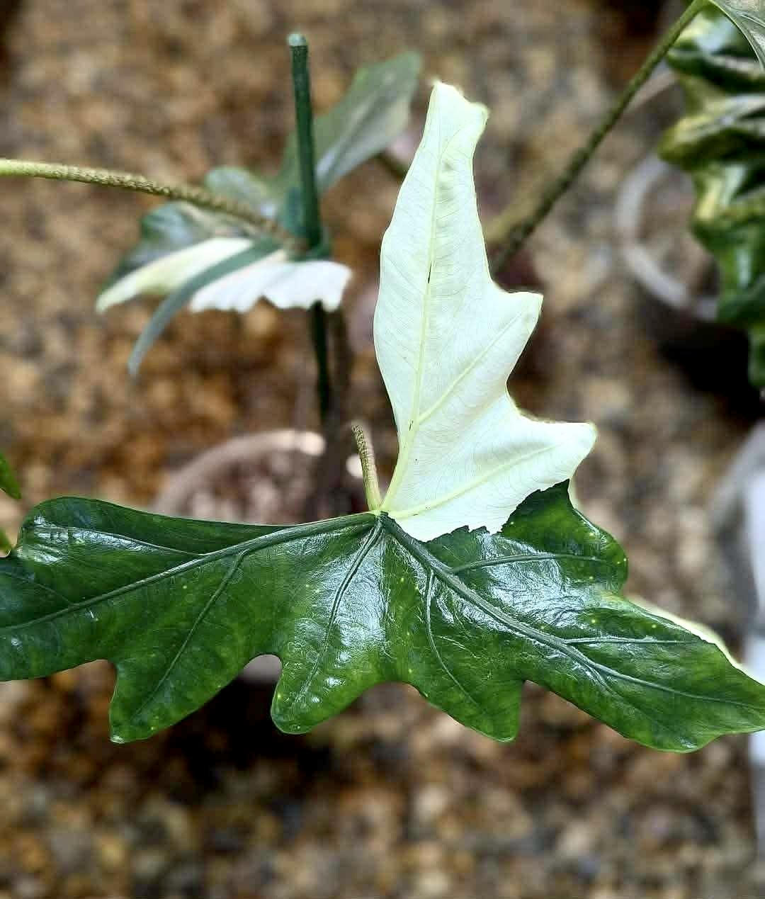 Batwing Albo Alocasia